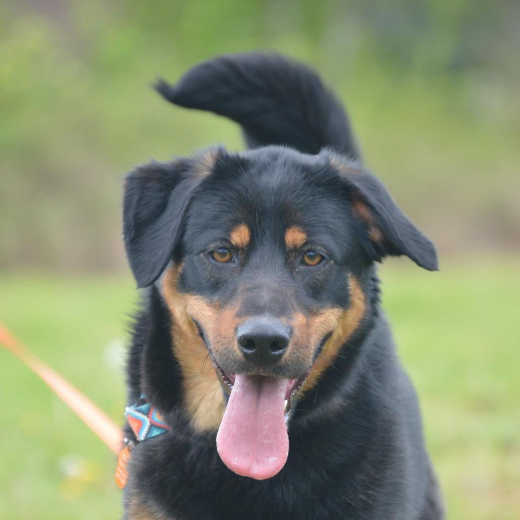 Enlarge Aspen, a Adoptable mixed breed in Oakville, WA image 3/4