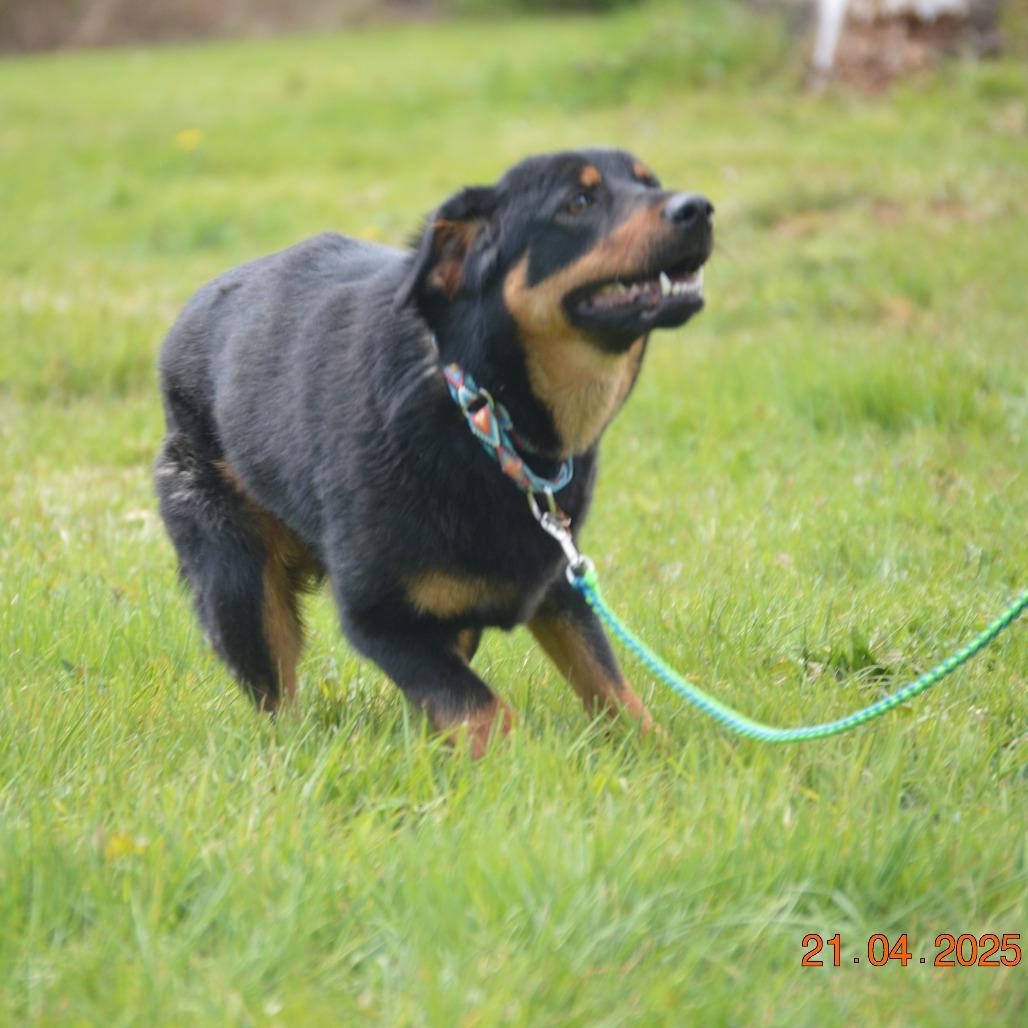 Enlarge Aspen, a Adoptable mixed breed in Oakville, WA image 4/4