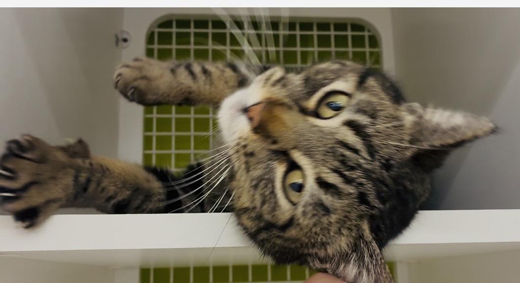 Chelsea — thumbnail 2