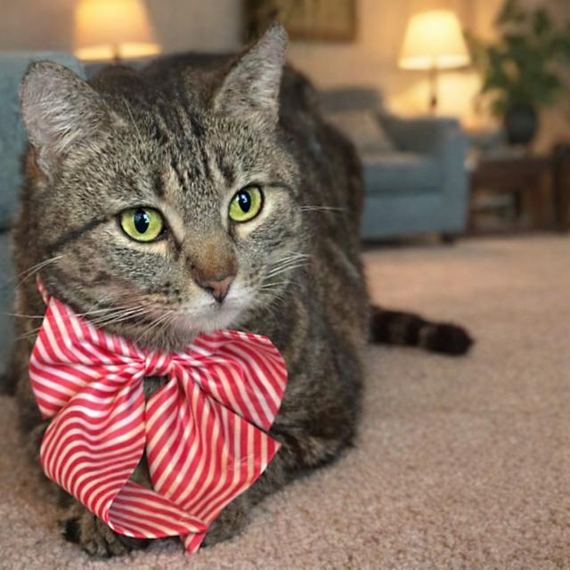 Chelsea — thumbnail 3