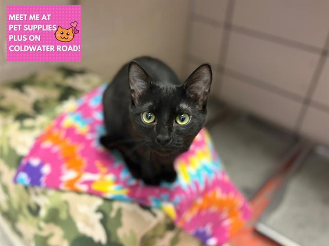 Enlarge CUDDLEBUG, a Adoptable Domestic Short Hair in Fort Wayne, IN image 1/1