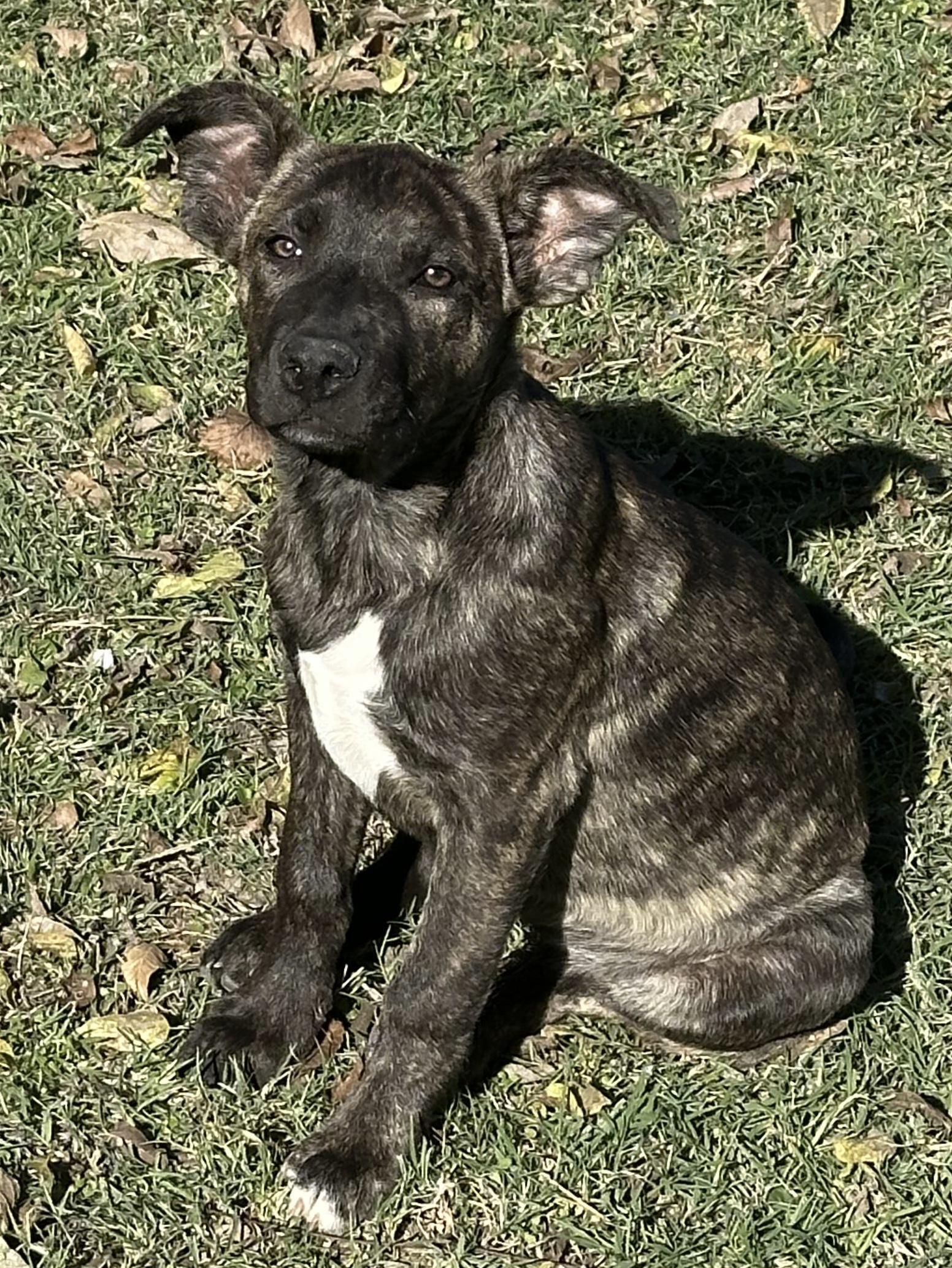 Tiger, Adopted, Puppy Female Labrador Retriever.