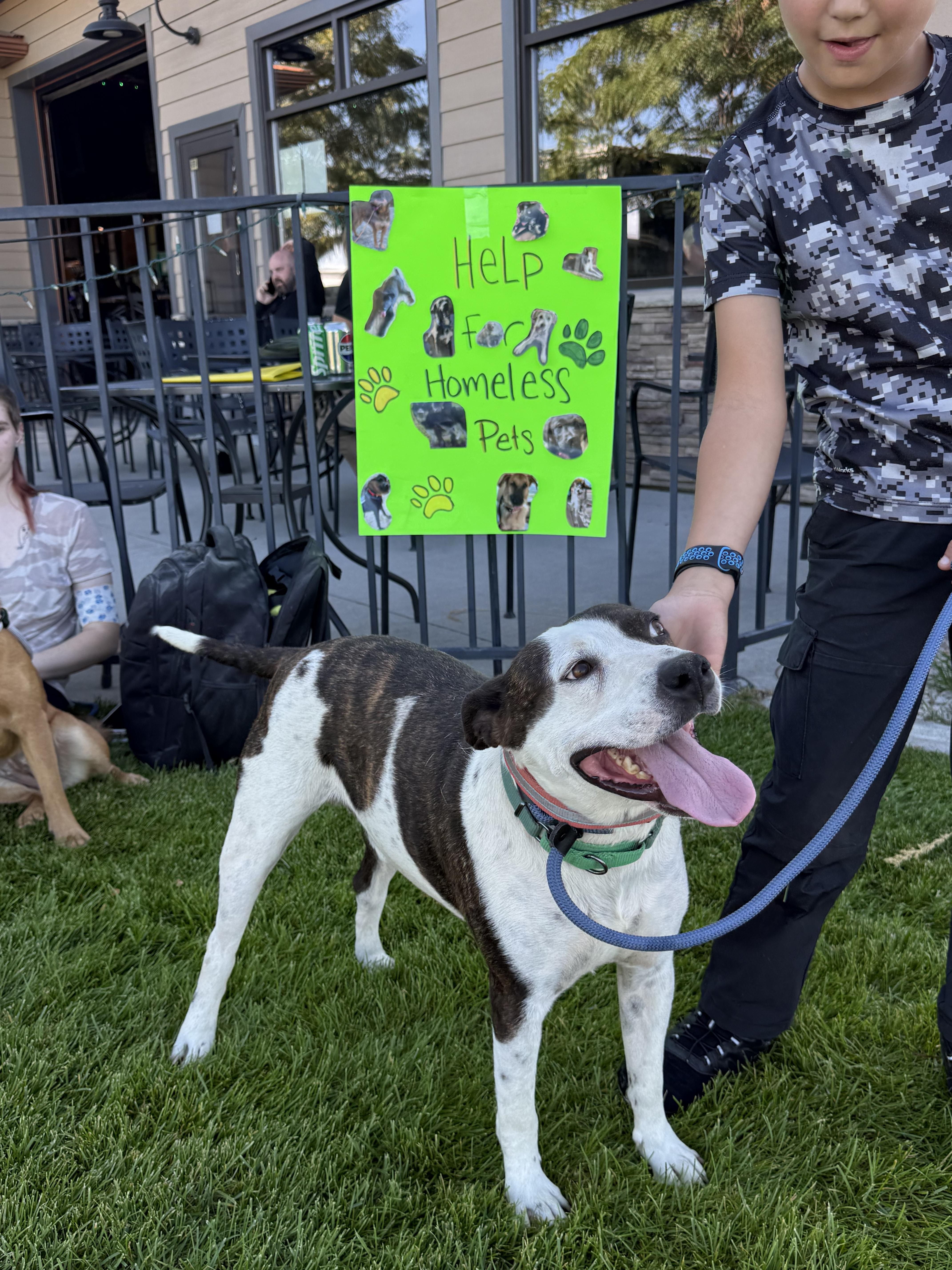 Enlarge LOL-Fin, a ADOPTABLE Mixed Breed in Billings, MT image 6/6