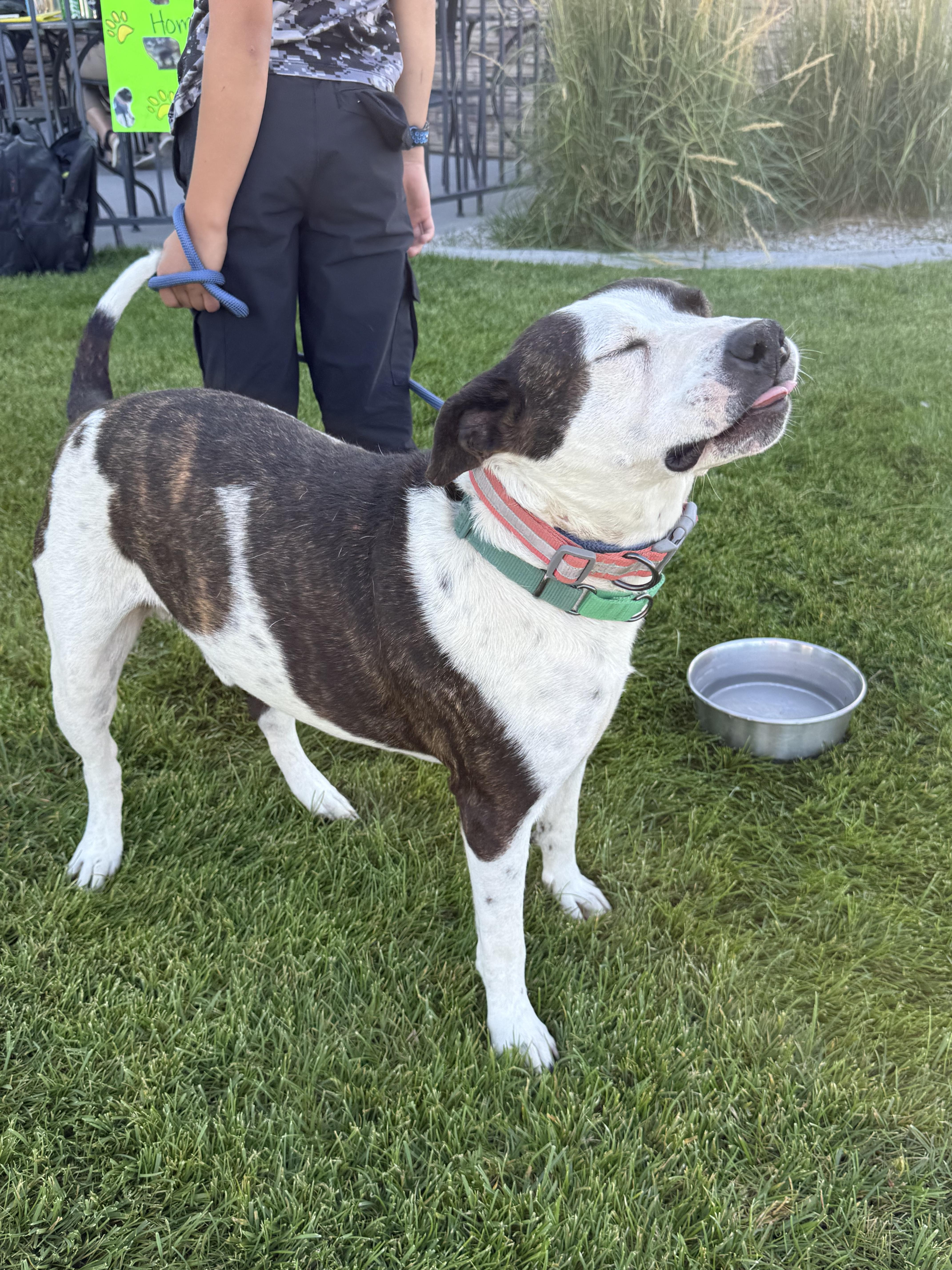 LOL-Fin, ADOPTABLE, Adult Male Mixed Breed.