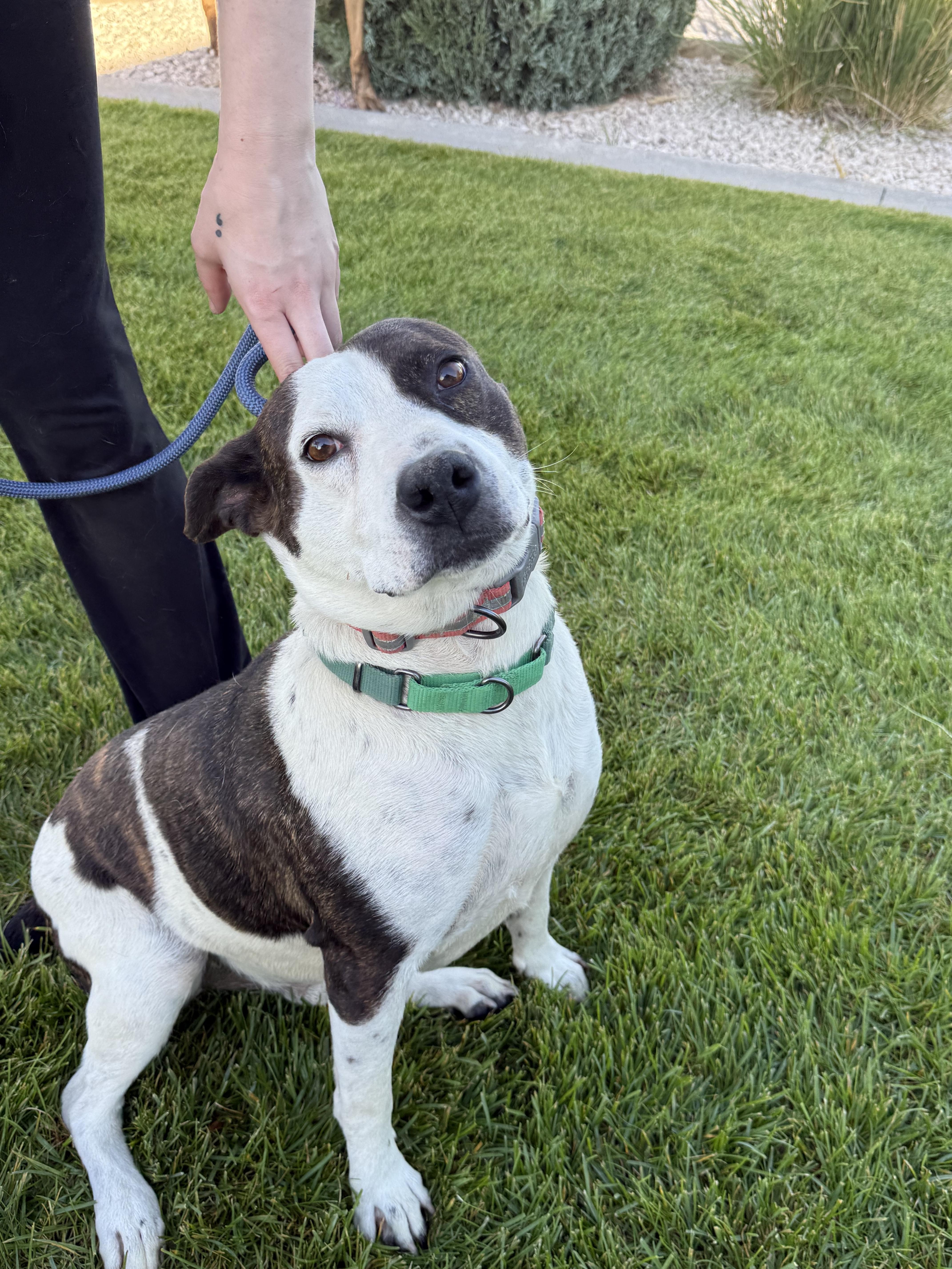 Enlarge LOL-Fin, a ADOPTABLE Mixed Breed in Billings, MT image 5/6