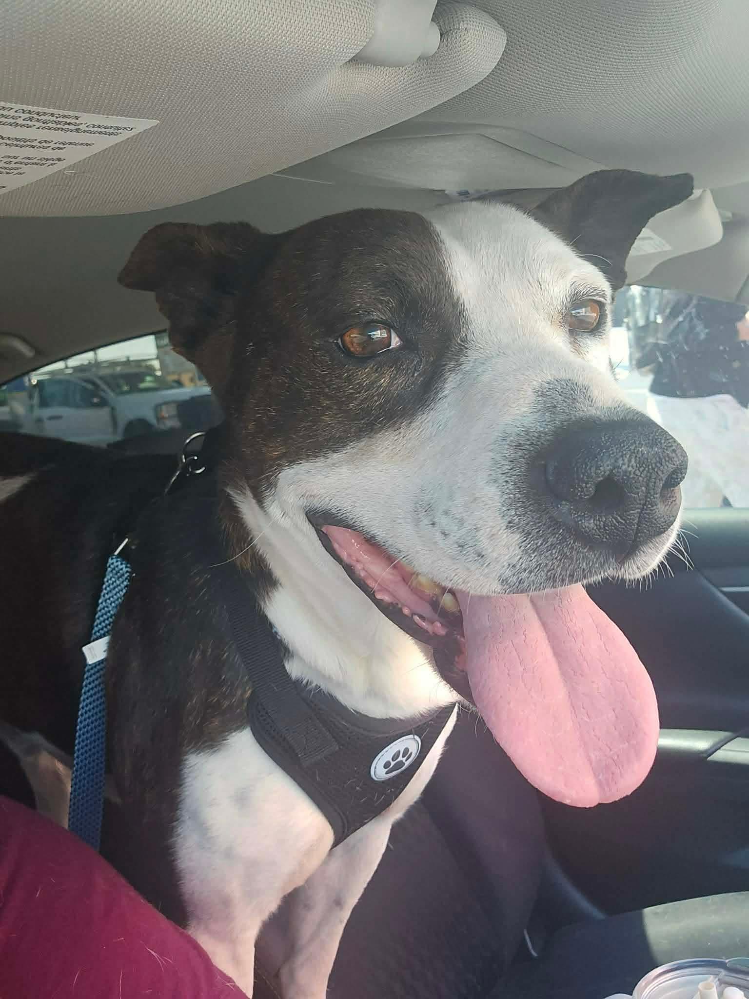 Enlarge LOL-Fin, a ADOPTABLE Mixed Breed in Billings, MT image 3/6