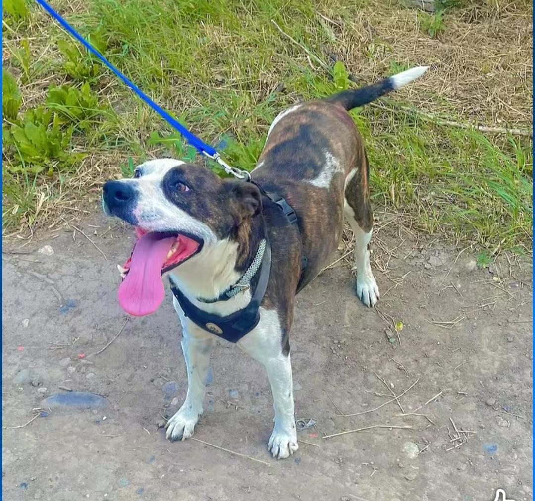 Enlarge LOL-Fin, a ADOPTABLE Mixed Breed in Billings, MT image 4/6