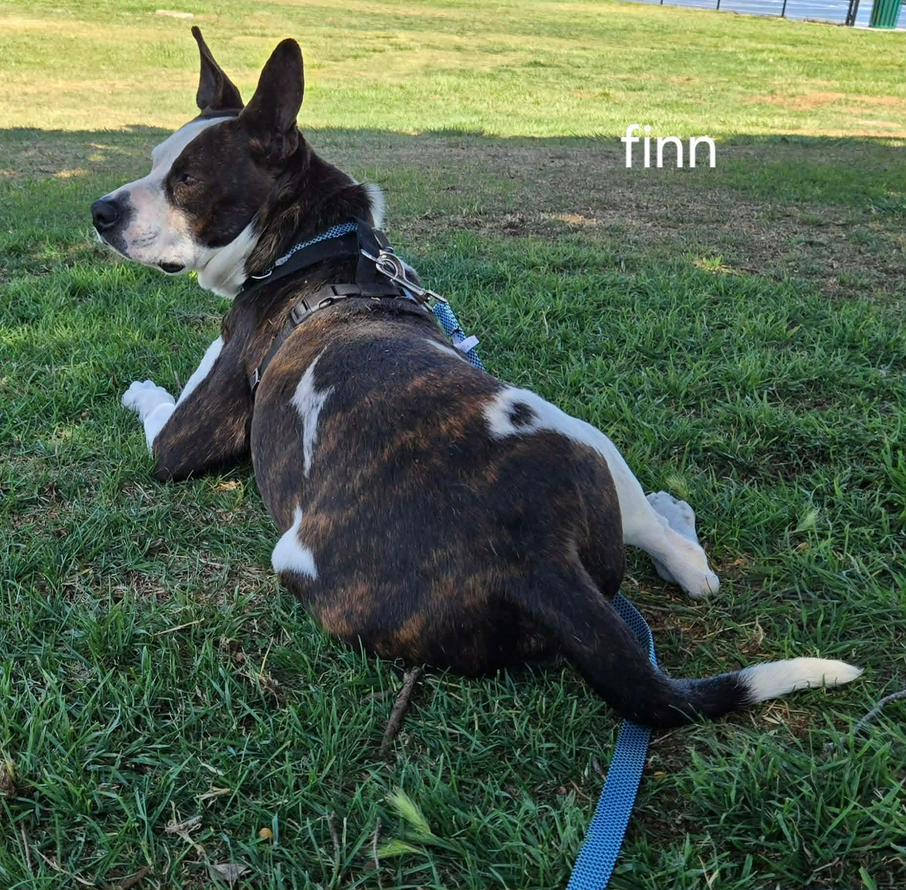 Enlarge LOL-Fin, a ADOPTABLE Mixed Breed in Billings, MT image 2/6