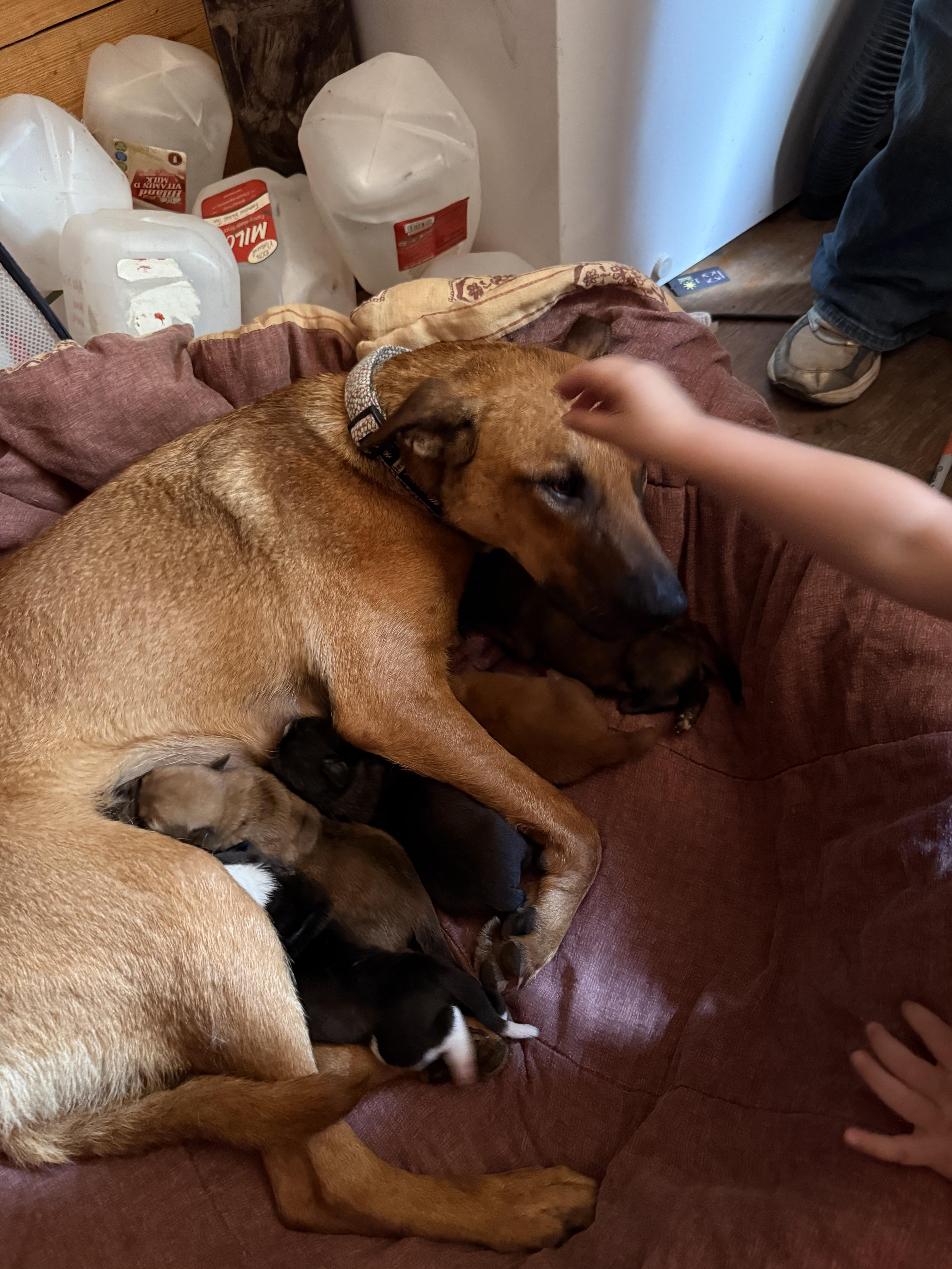 Cherry, a ADOPTABLE mixed breed in Warren, RI image 2/4