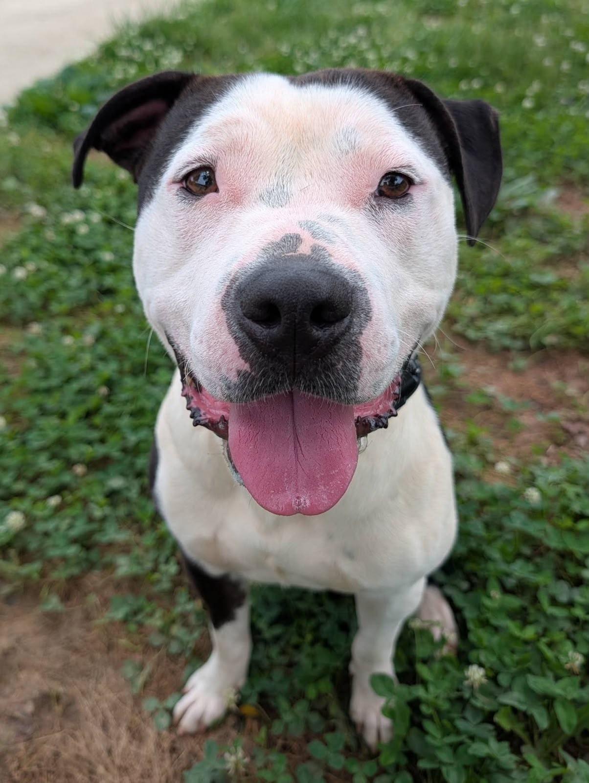 Smitty, ADOPTABLE, Young Male American Staffordshire Terrier.
