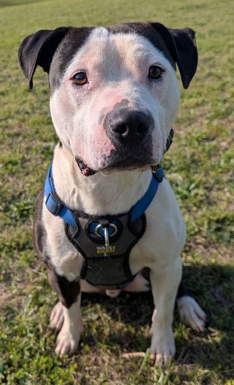 Enlarge Smitty, a ADOPTABLE mixed breed in Sanford, NC image 2/6