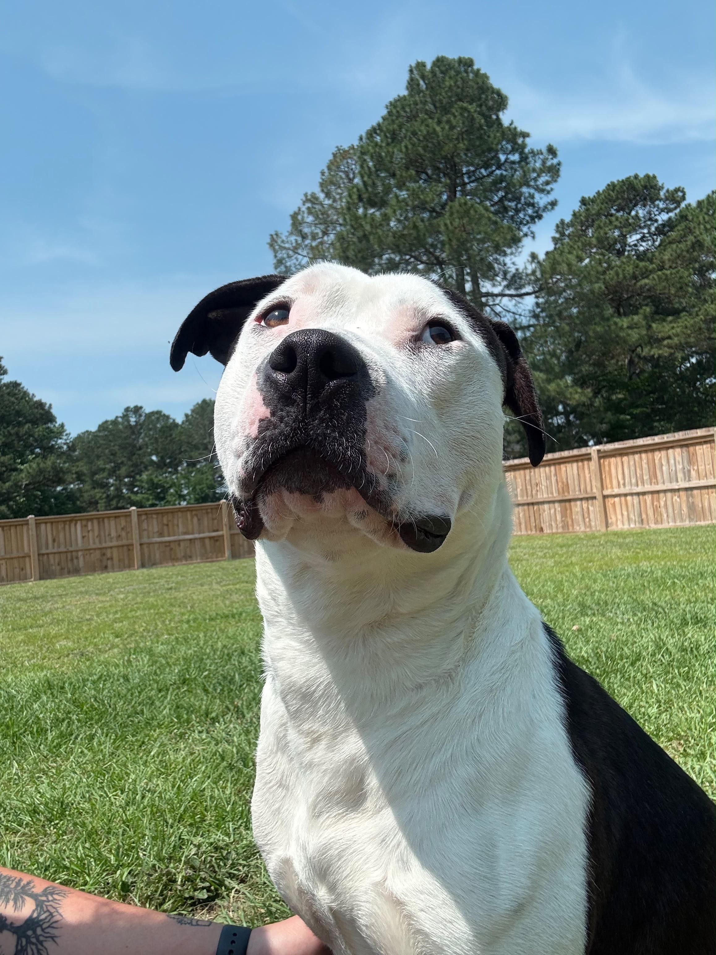 Enlarge Smitty, a ADOPTABLE mixed breed in Sanford, NC image 3/6