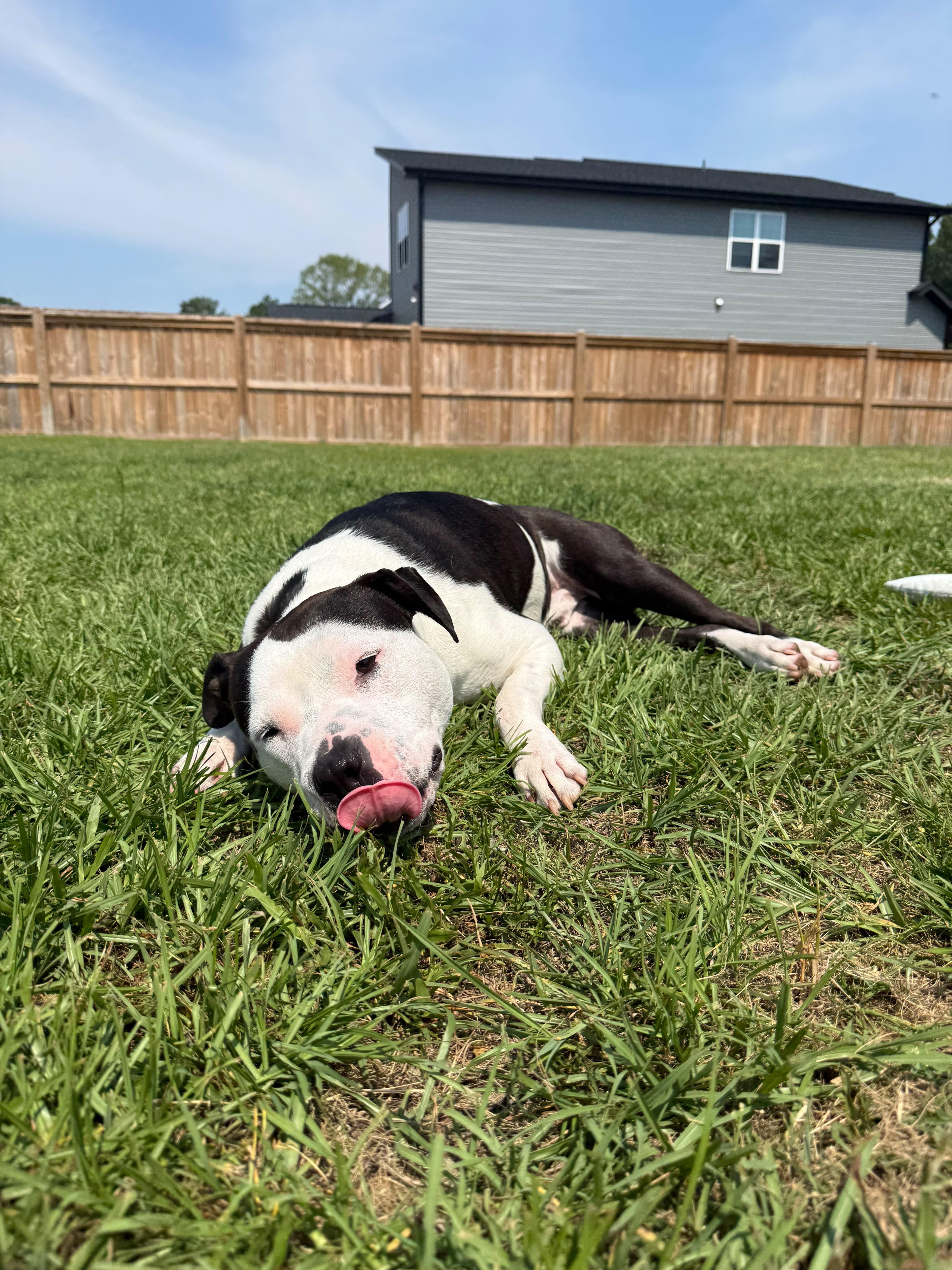 Enlarge Smitty, a ADOPTABLE mixed breed in Sanford, NC image 5/6