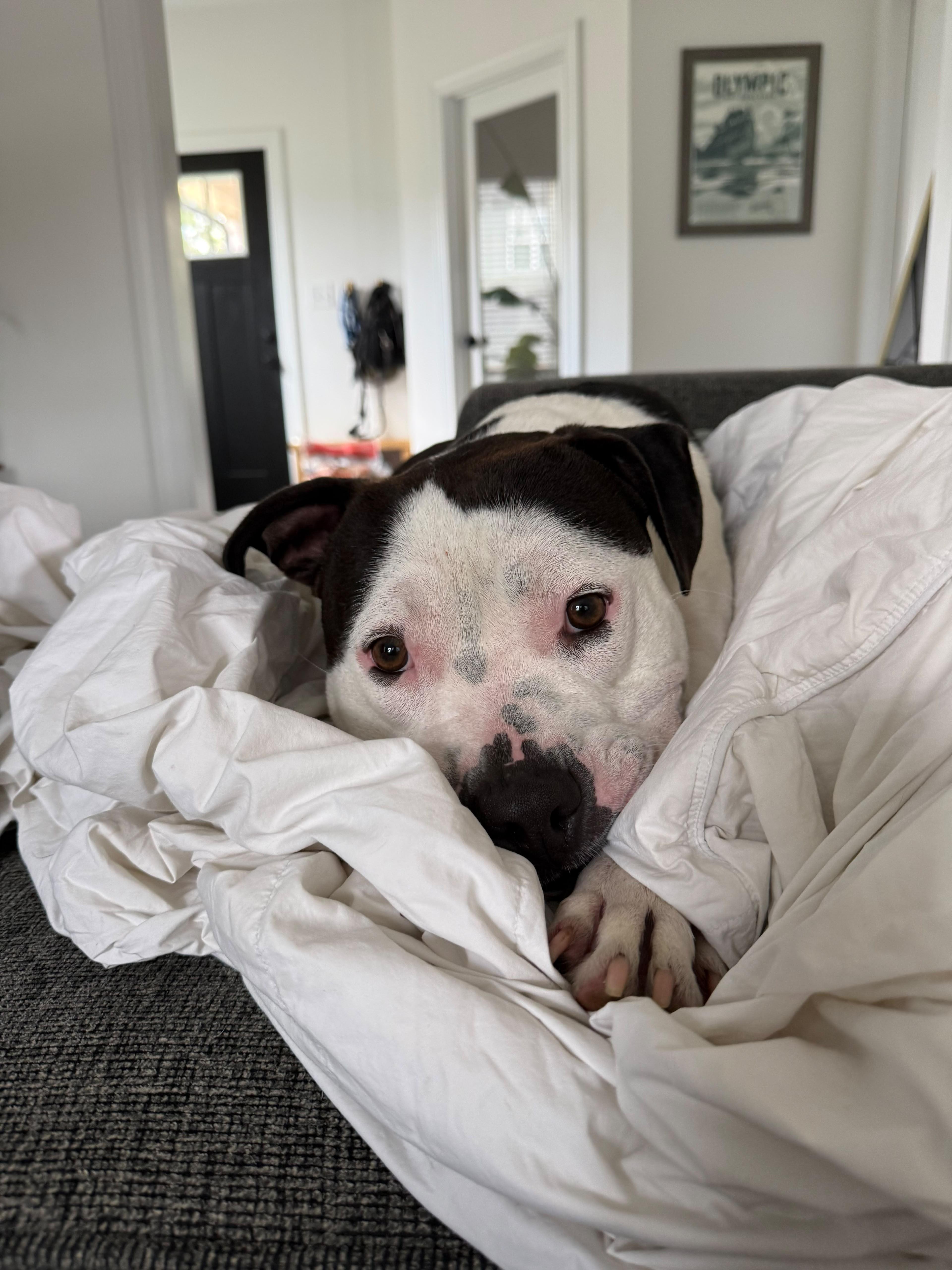 Smitty, a ADOPTABLE mixed breed in Sanford, NC image 5/6