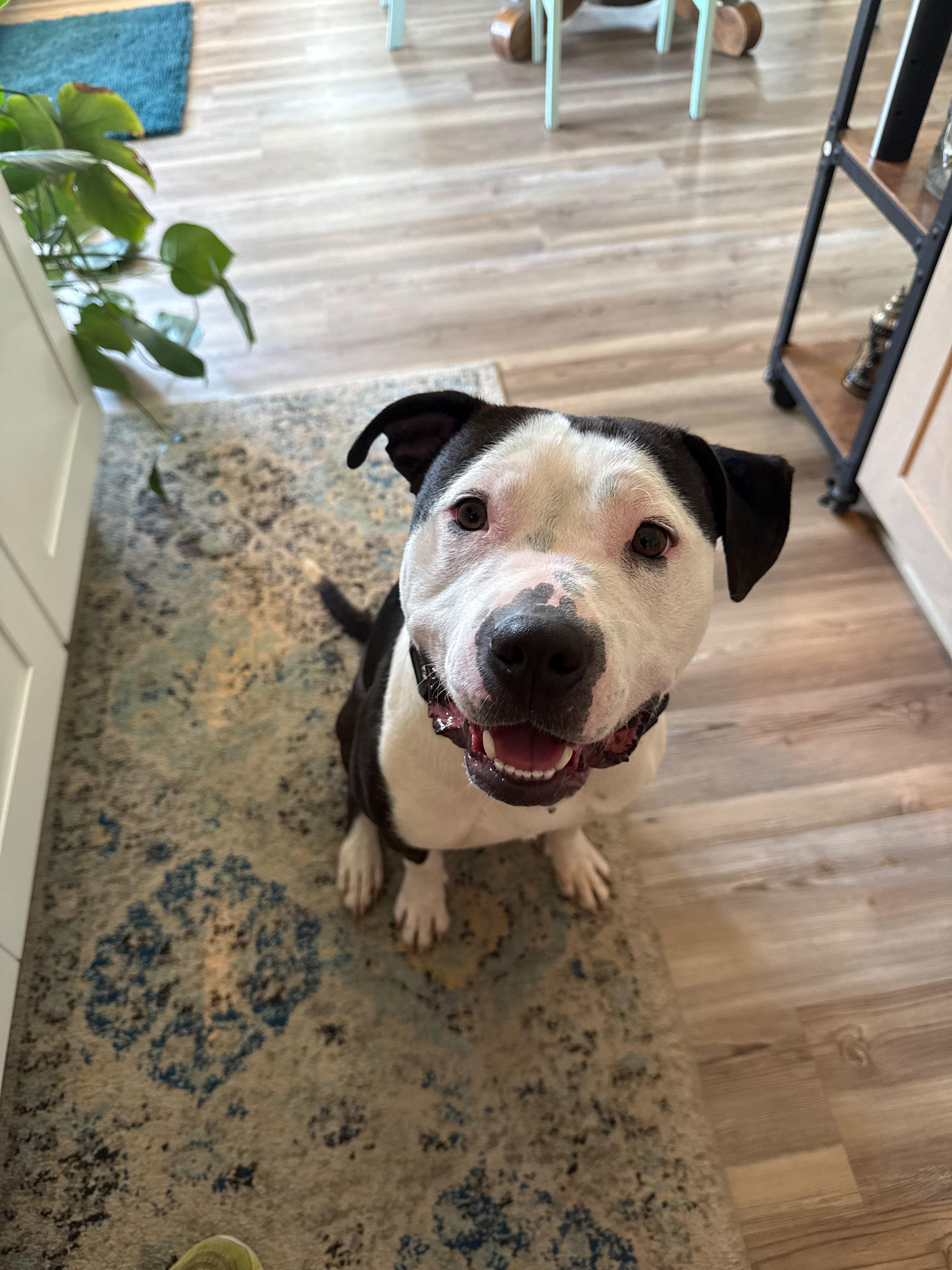 Enlarge Smitty, a ADOPTABLE mixed breed in Sanford, NC image 6/6