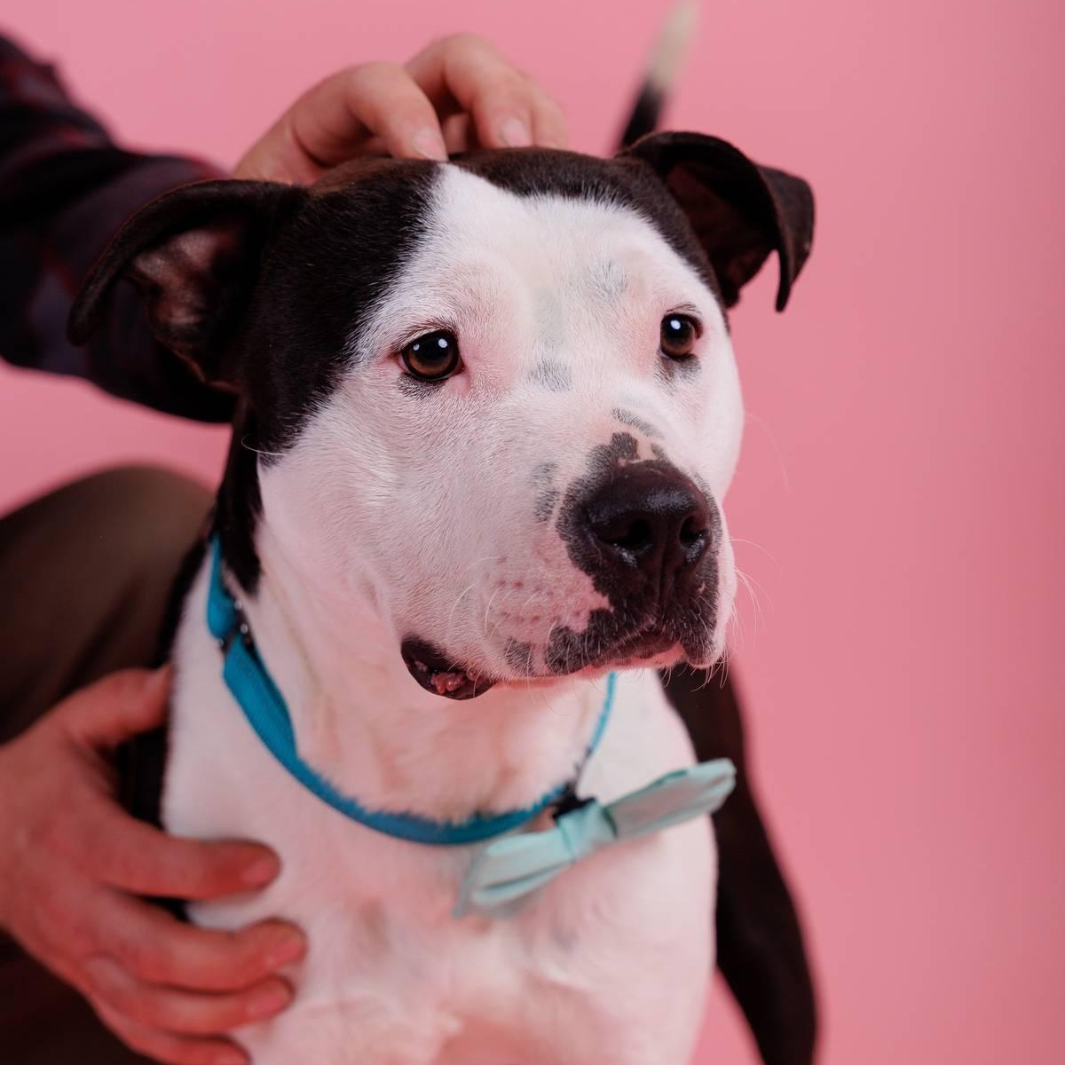 Enlarge Smitty, a ADOPTABLE mixed breed in Sanford, NC image 2/2