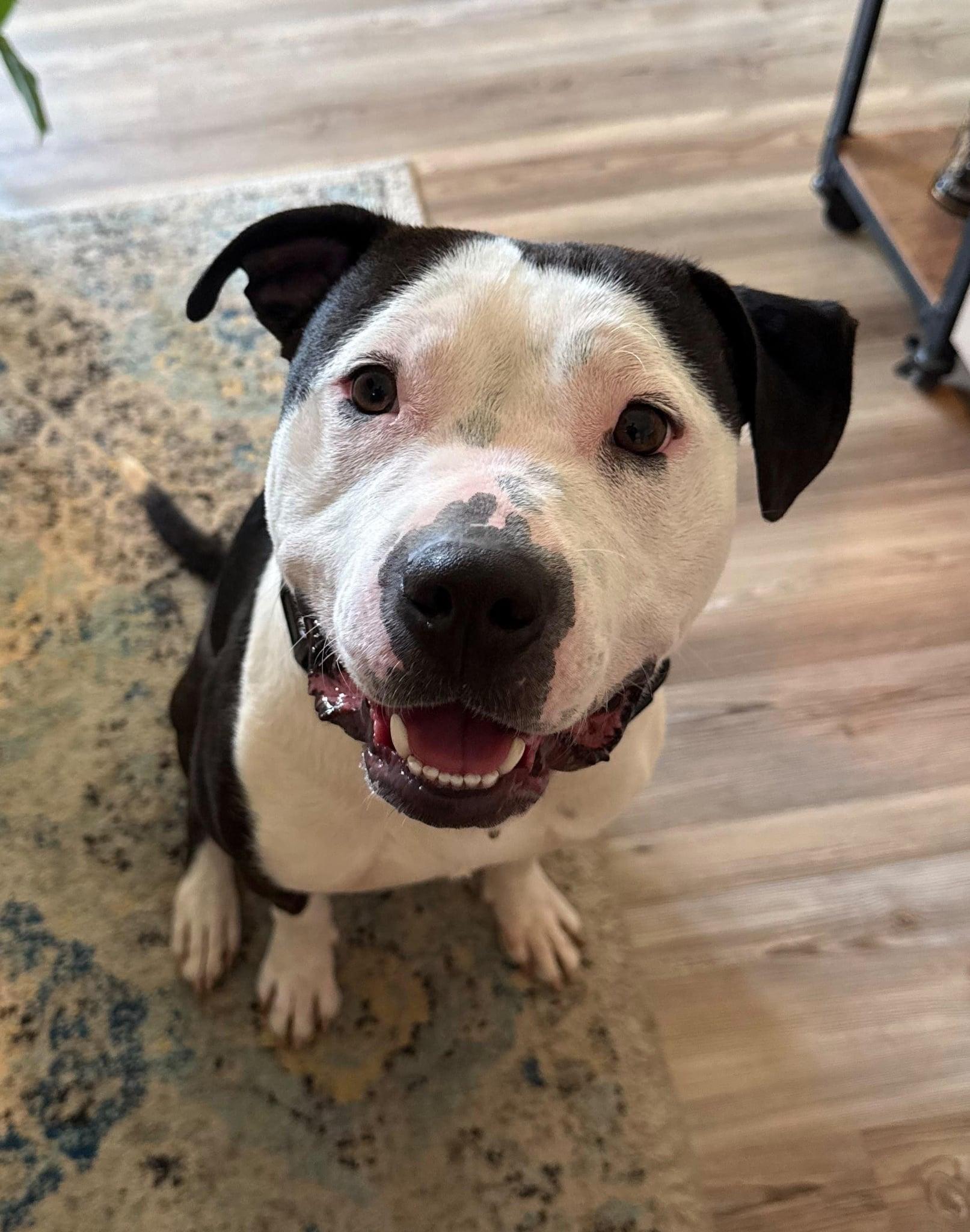 Smitty, ADOPTABLE, Young Male American Staffordshire Terrier.