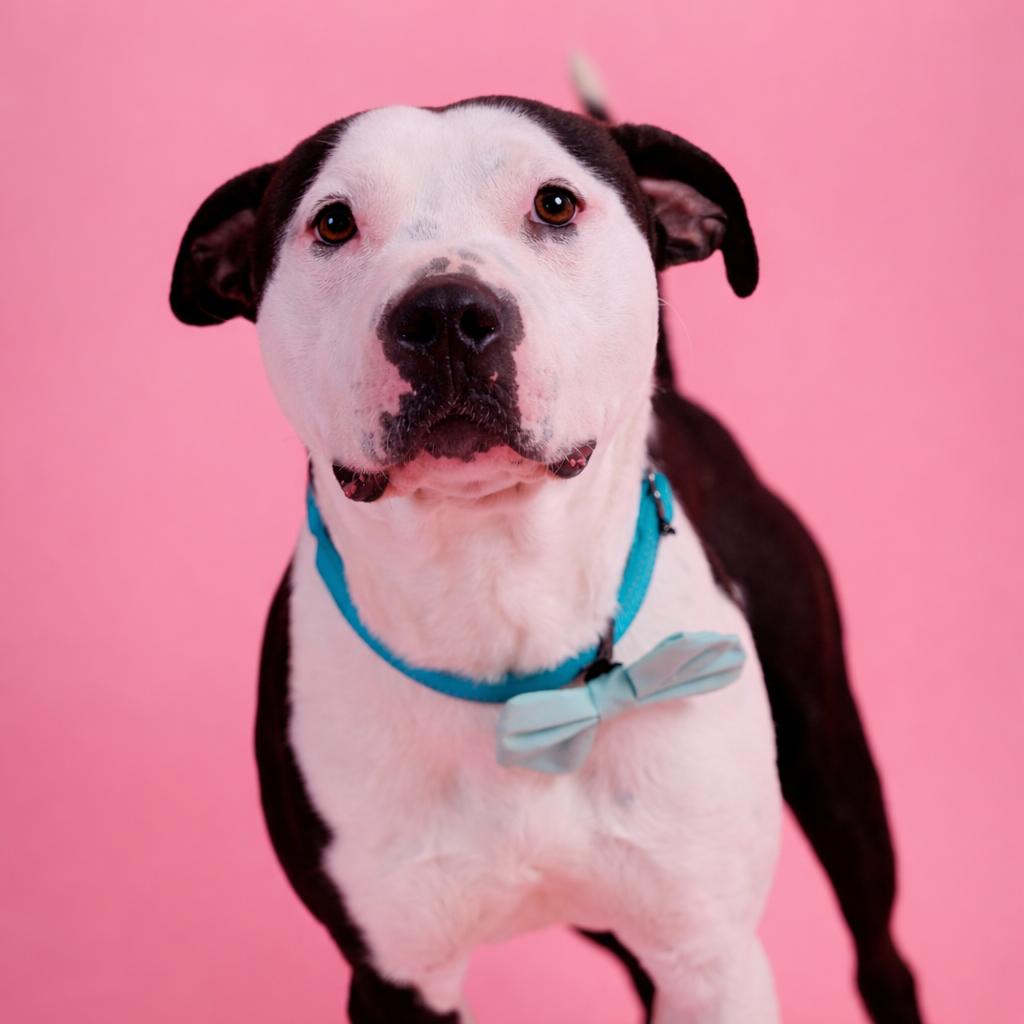 Smitty, ADOPTABLE, Young Male American Staffordshire Terrier.