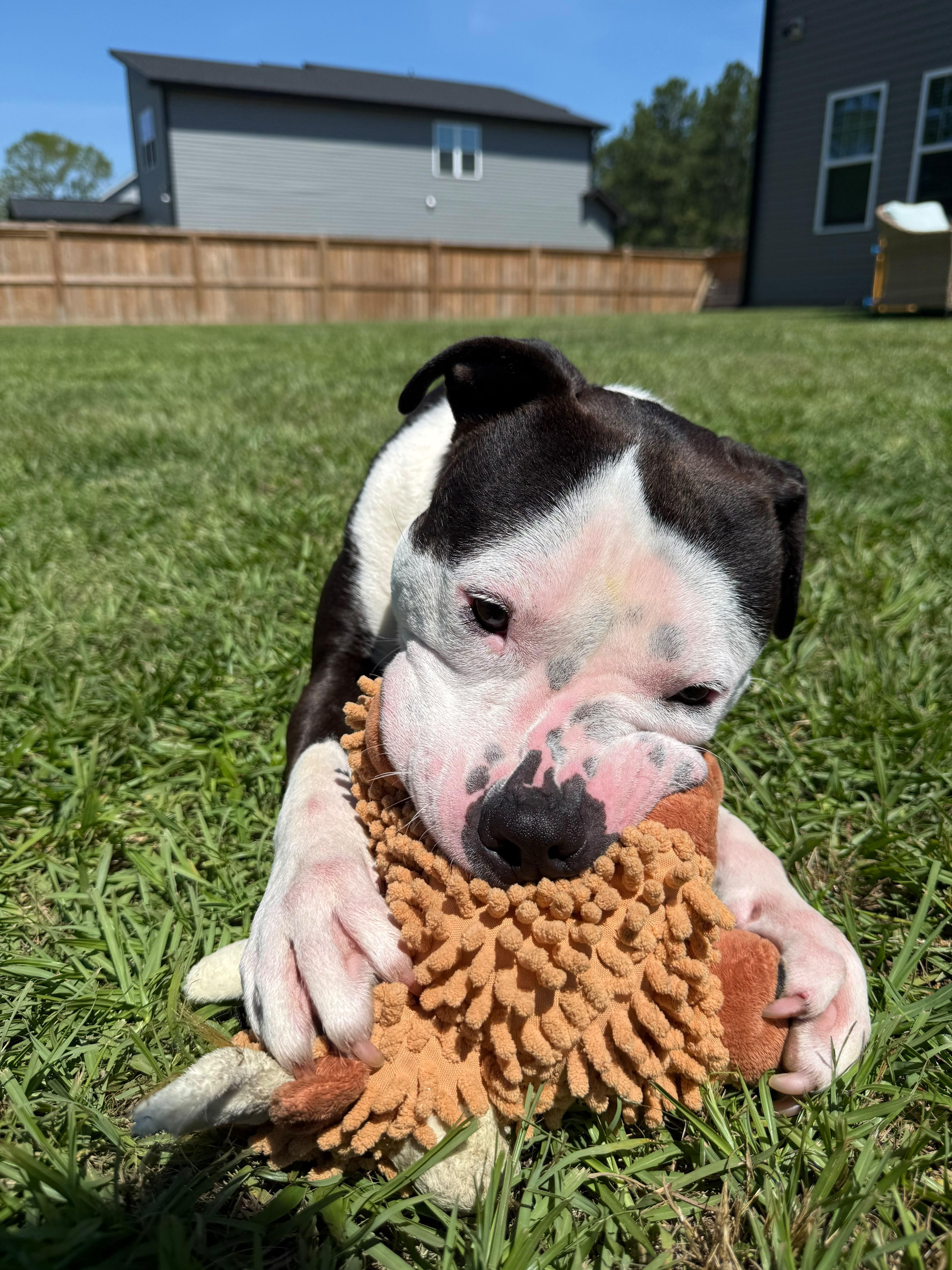 Enlarge Smitty, a ADOPTABLE mixed breed in Sanford, NC image 4/6