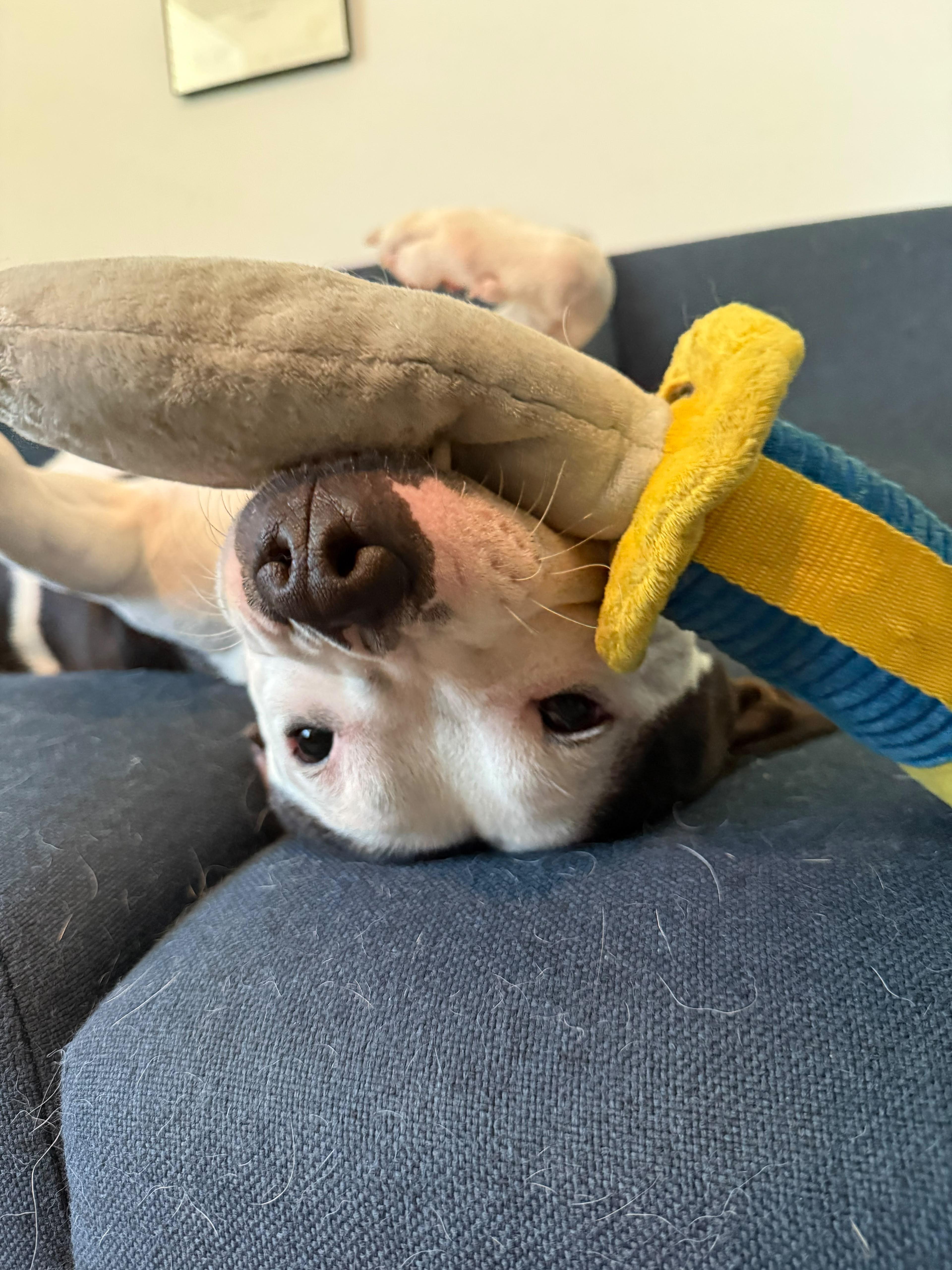 Smitty, a ADOPTABLE mixed breed in Sanford, NC image 6/6