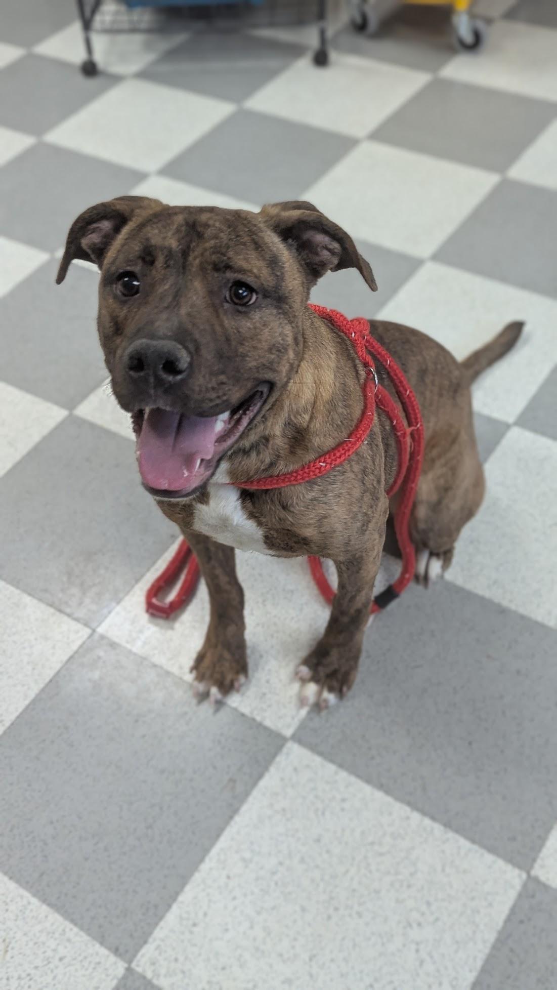 Bashful, an adopted Mixed Breed in Benton Harbor, MI image 2/3