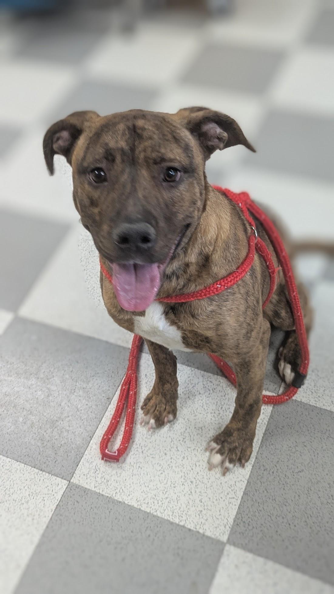 Bashful, an adopted Mixed Breed in Benton Harbor, MI image 1/3