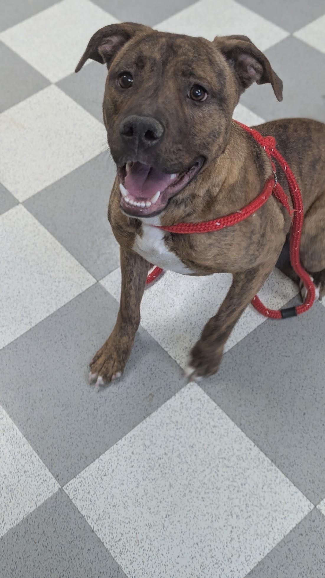 Bashful, an adopted Mixed Breed in Benton Harbor, MI image 3/3