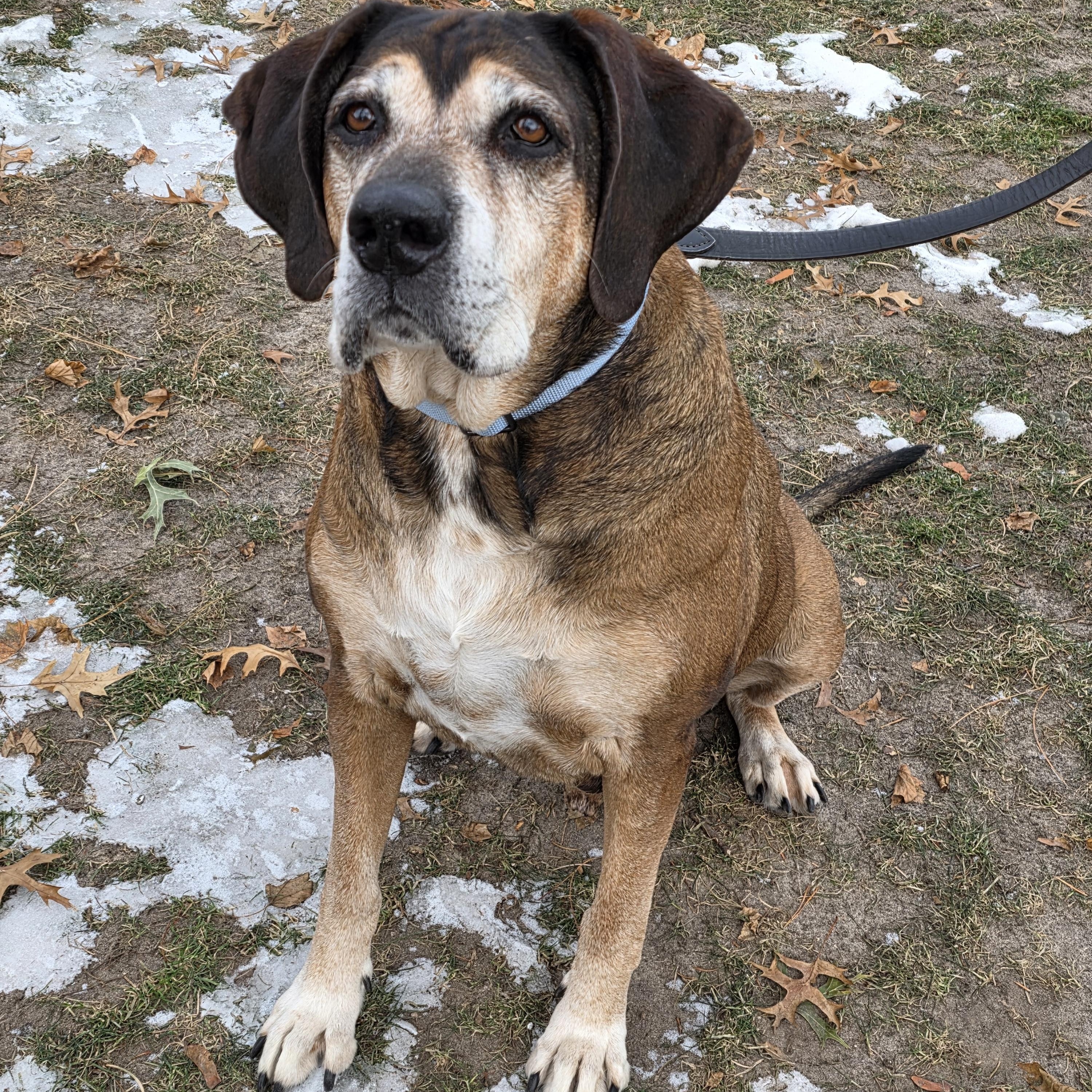 Enlarge Oakley, a ADOPTABLE mixed breed in Lisbon, IA image 5/6