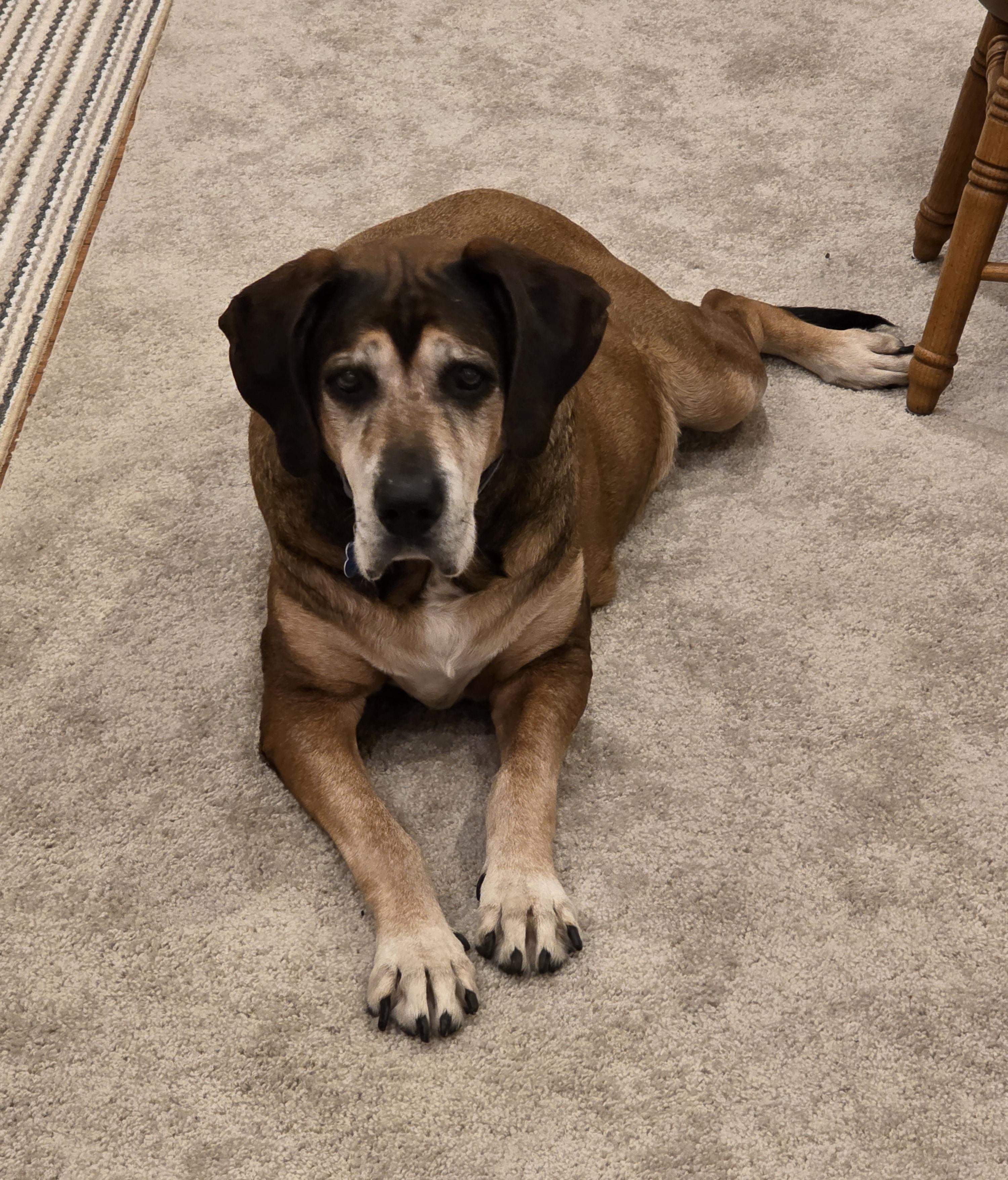 Enlarge Oakley, a ADOPTABLE mixed breed in Lisbon, IA image 6/6