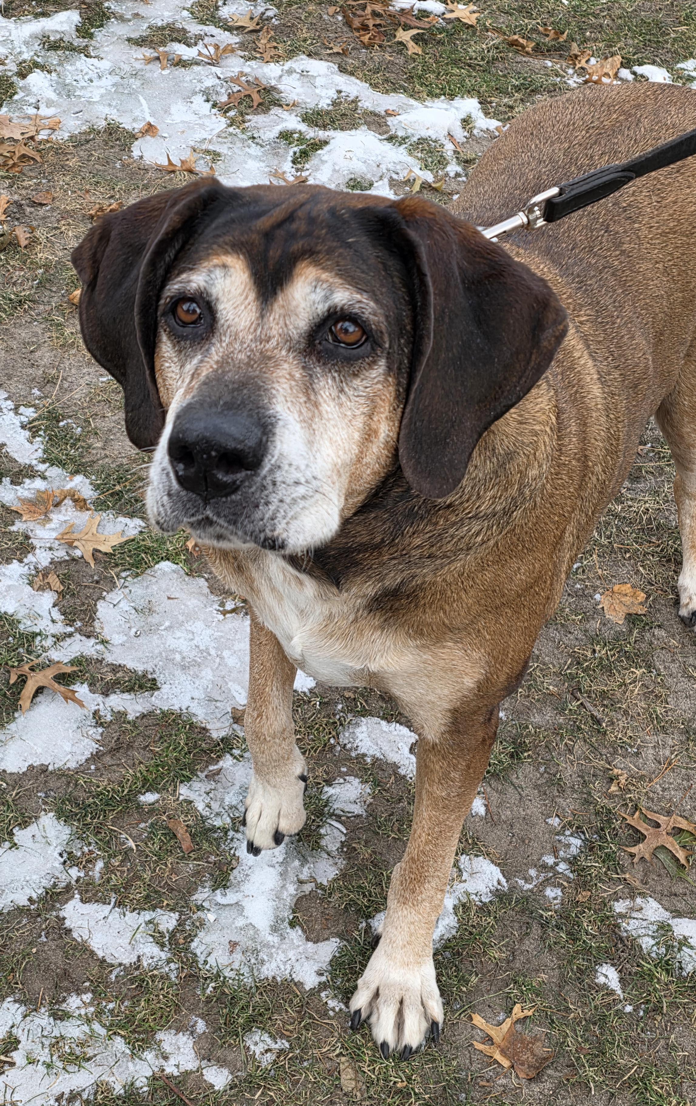 Enlarge Oakley, a ADOPTABLE mixed breed in Lisbon, IA image 1/6