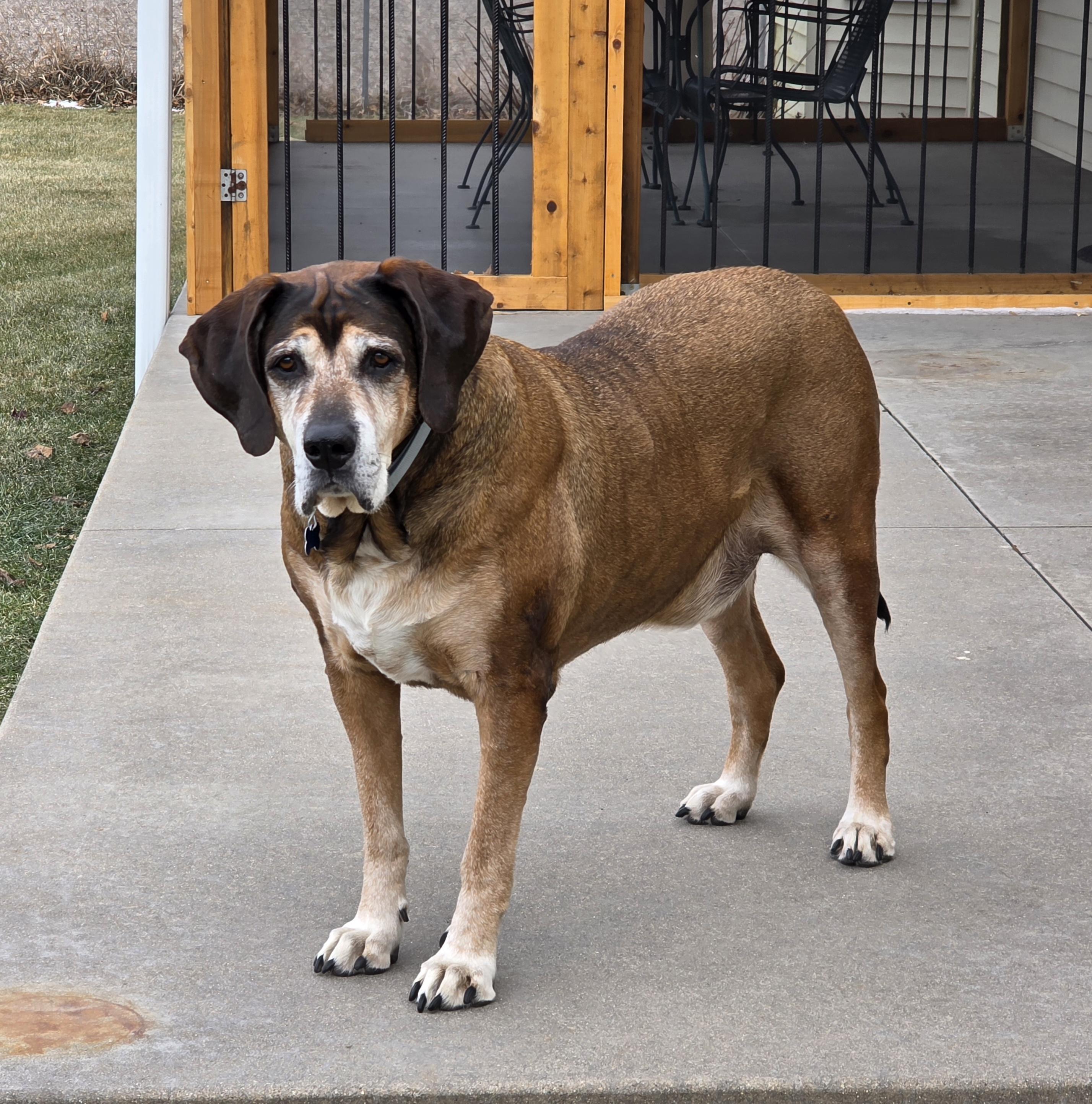 Enlarge Oakley, a ADOPTABLE mixed breed in Lisbon, IA image 4/6