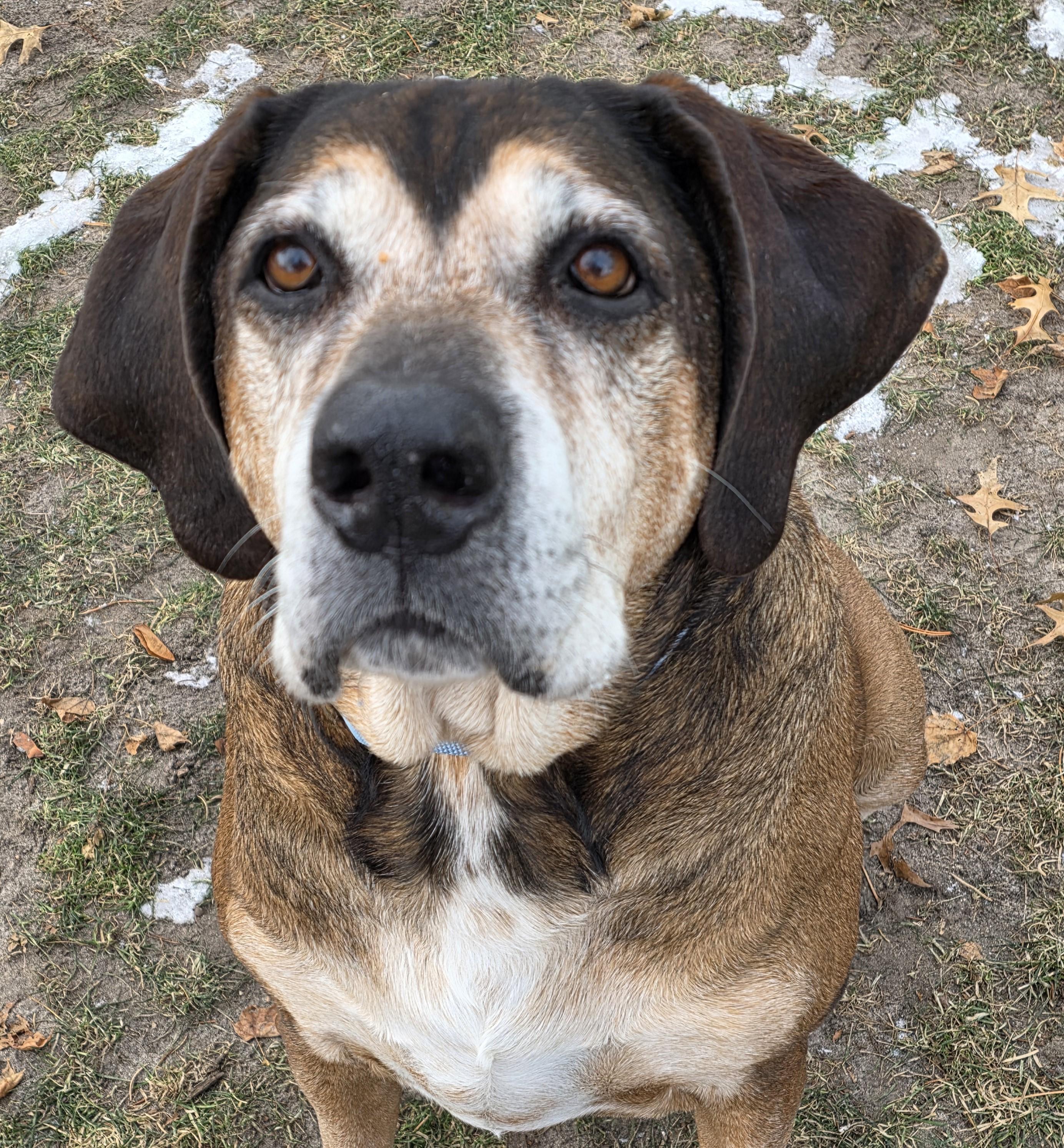 Enlarge Oakley, a ADOPTABLE mixed breed in Lisbon, IA image 3/6