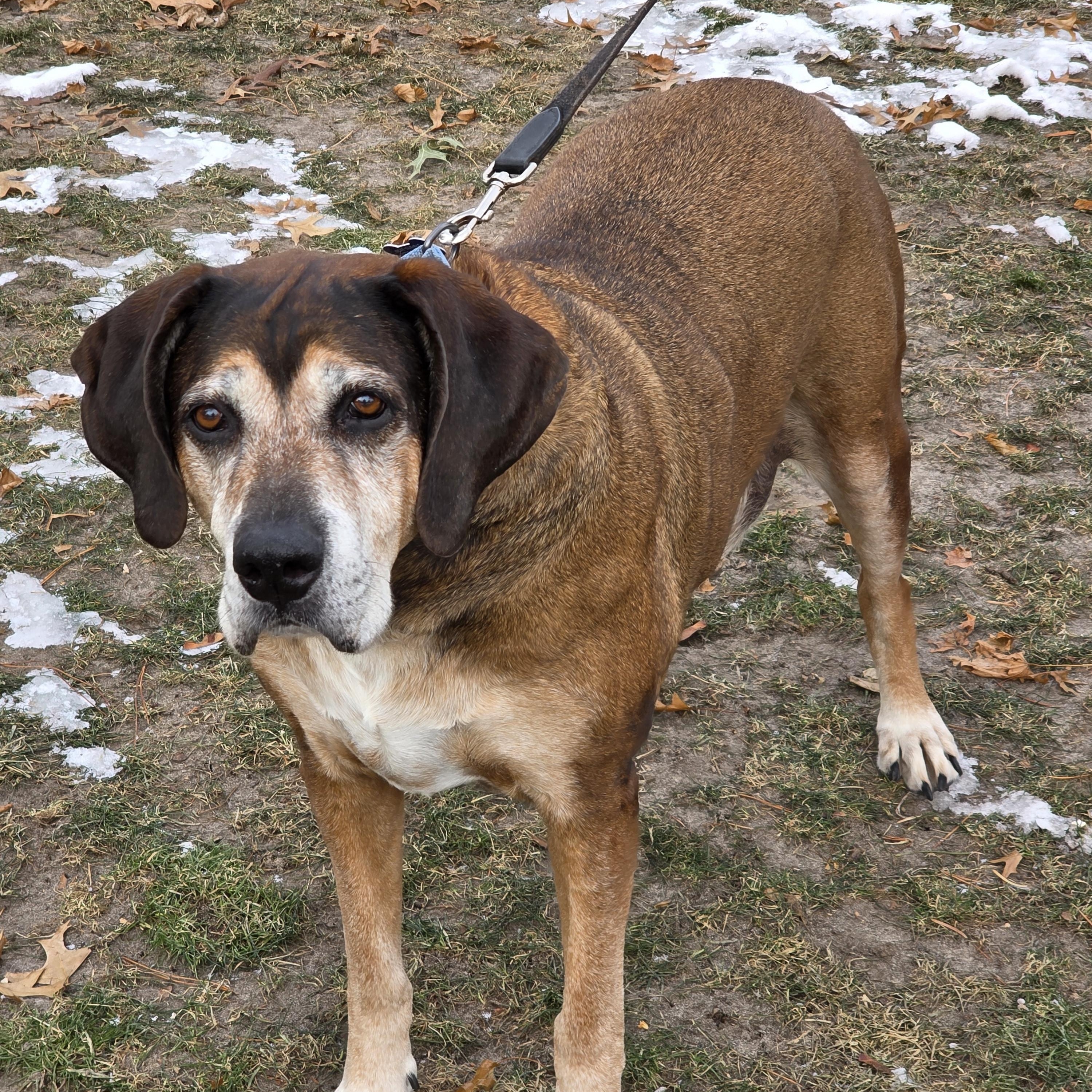 Enlarge Oakley, a ADOPTABLE mixed breed in Lisbon, IA image 2/6