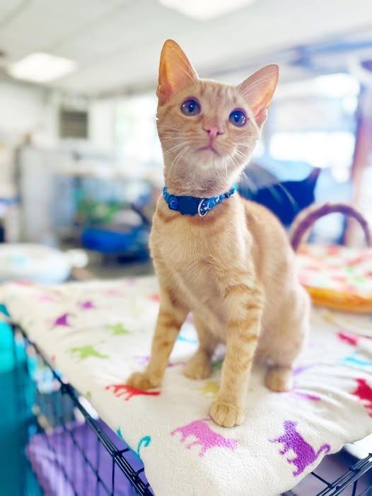 Cindy Lou Who, Adoptable, Kitten Female Domestic Short Hair.