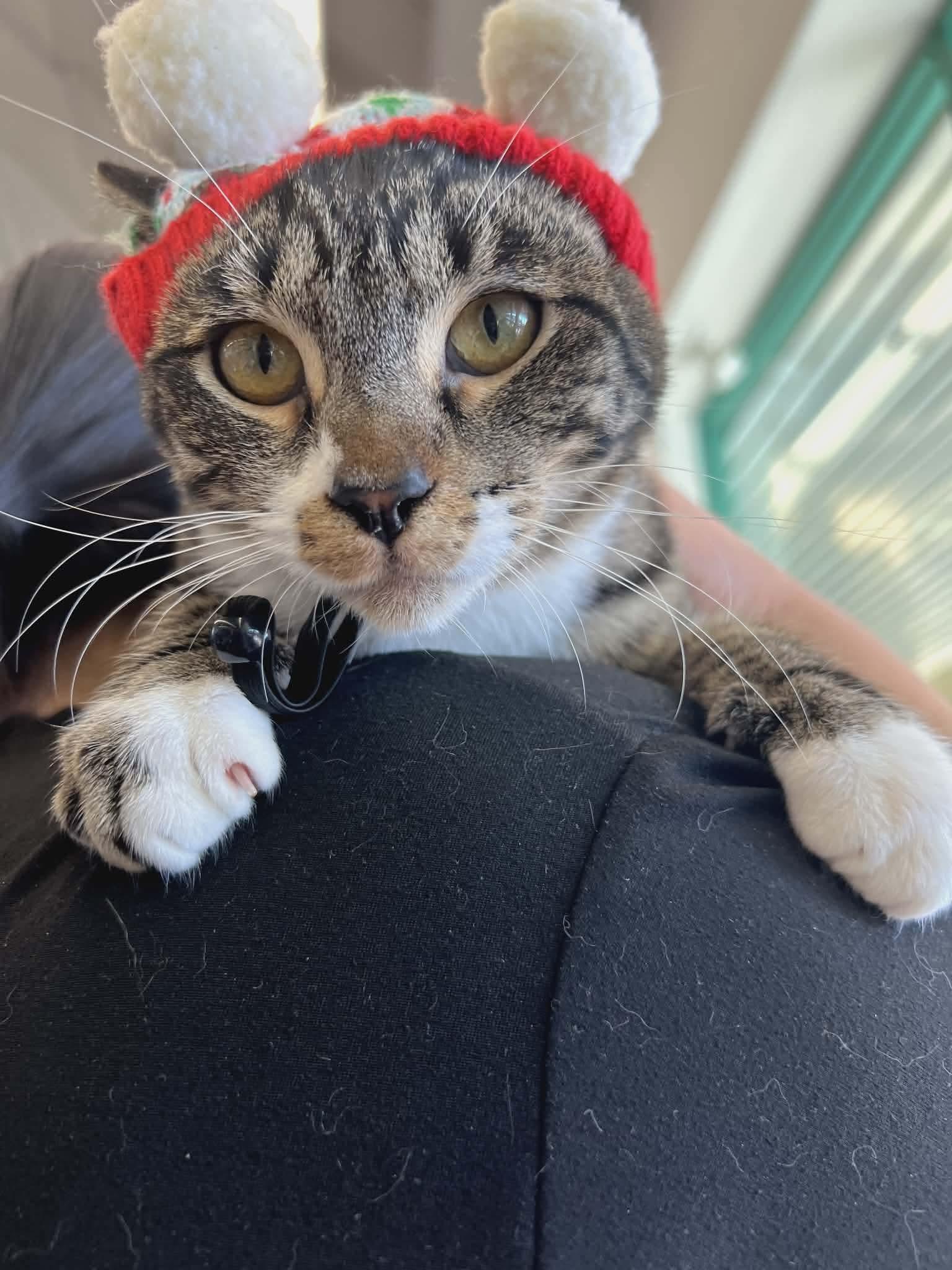 BUBBA , ADOPTABLE, Young Male Domestic Short Hair.