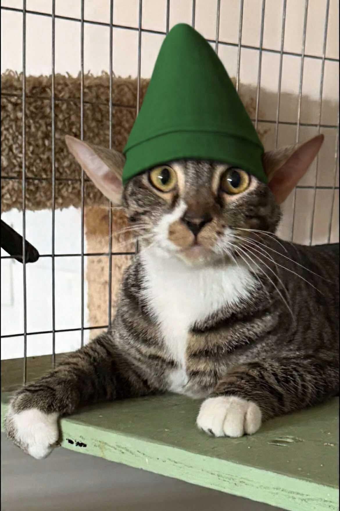 BUBBA , a ADOPTABLE mixed breed in Reno, NV image 2/3