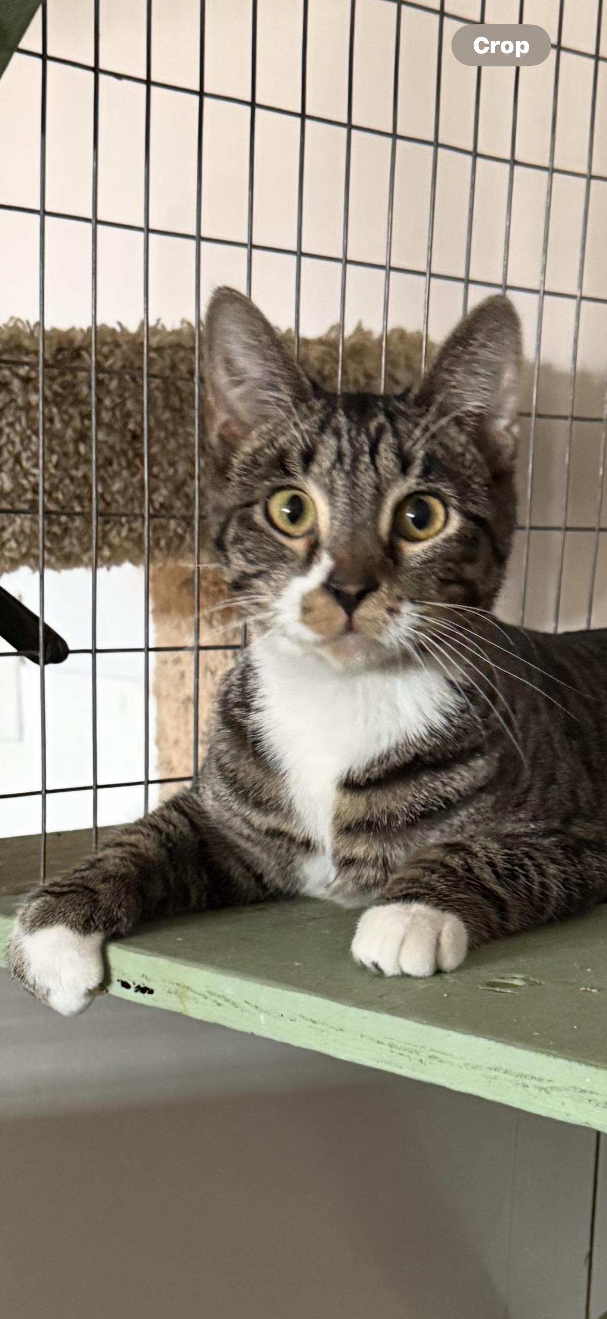 BUBBA , a ADOPTABLE mixed breed in Reno, NV image 3/3