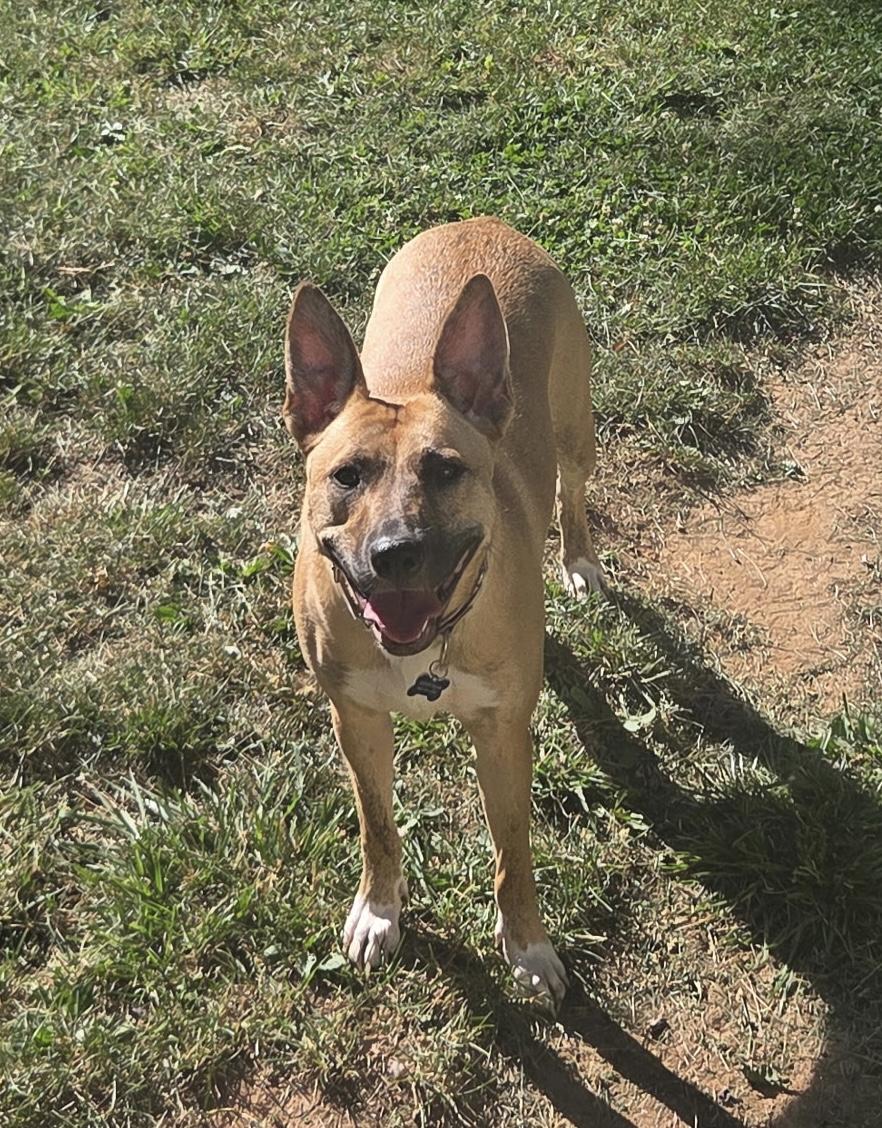 Enlarge Willow - ADOPTION FEE WAIVED, a Adoptable Mixed Breed in Columbia, MD image 5/6