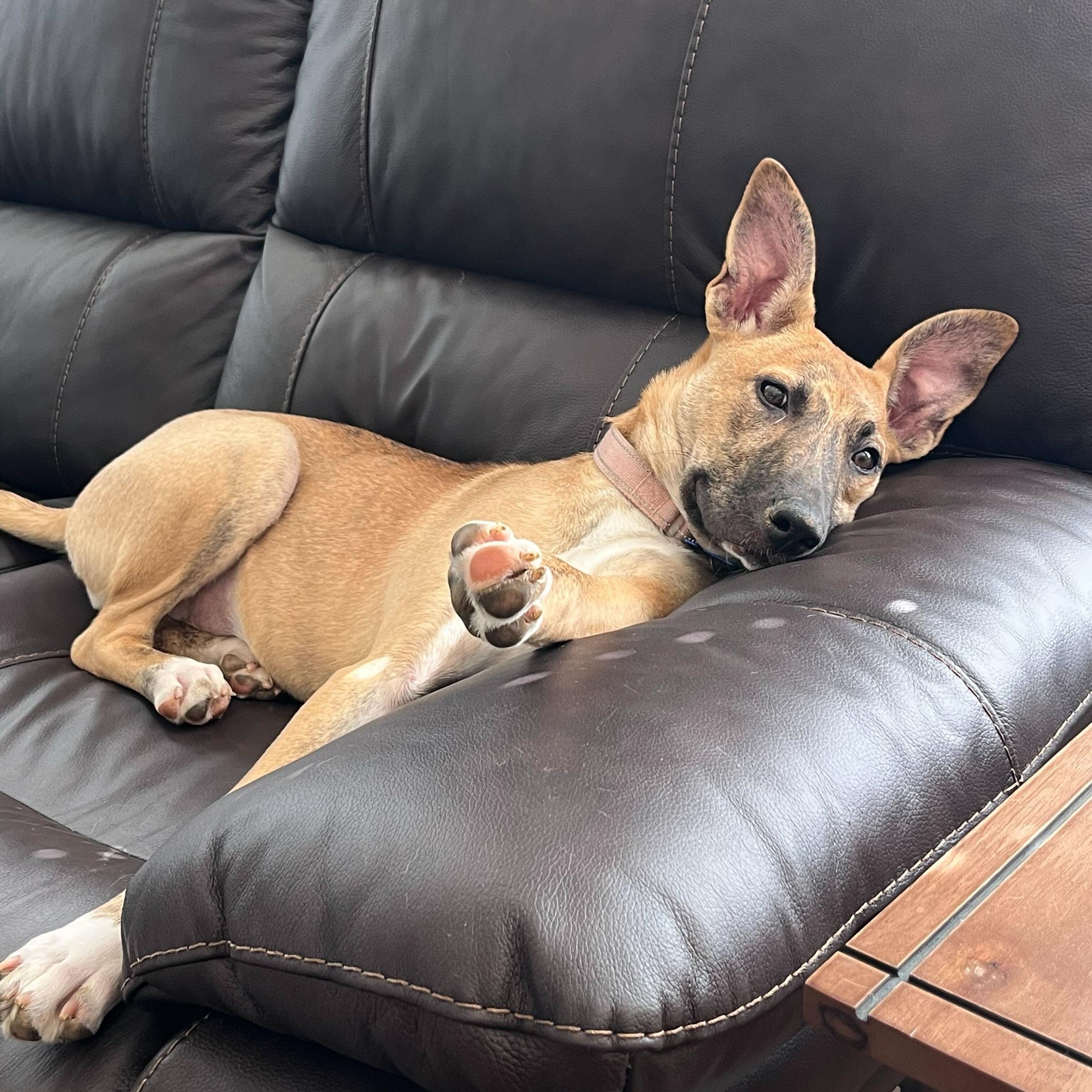 Enlarge Beth - ADOPTION FEE WAIVED , a Adoptable Mixed Breed in Columbia, MD image 5/6