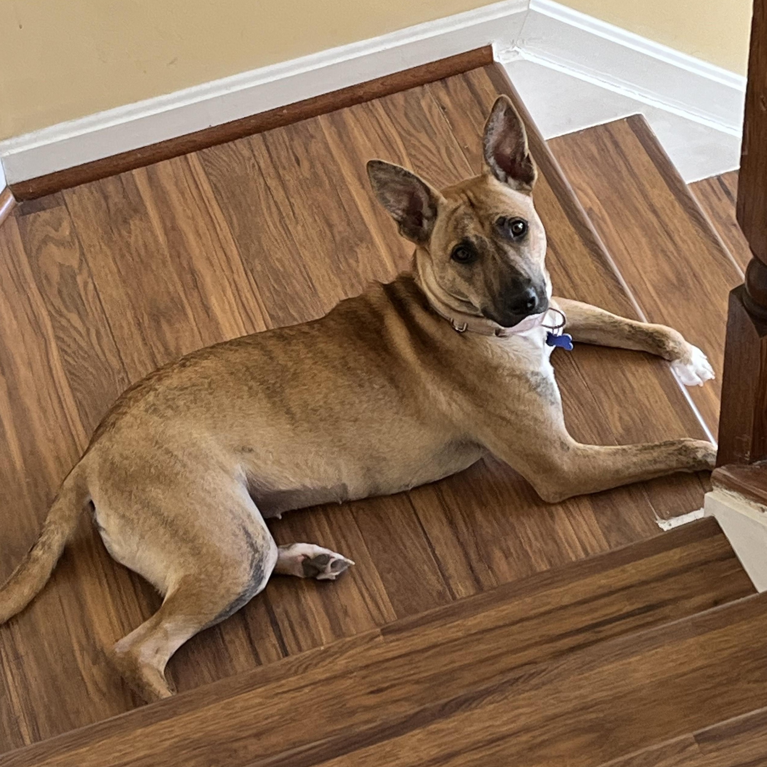 Enlarge Beth - ADOPTION FEE WAIVED , a Adoptable Mixed Breed in Columbia, MD image 1/6