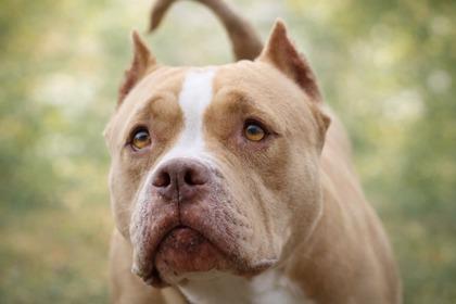 Athena, a Adoptable mixed breed in Irving, TX image 1/3