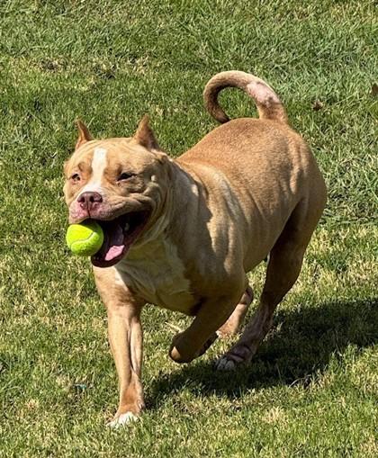Athena, Adoptable, Adult Female Fox Terrier & Mixed Breed.