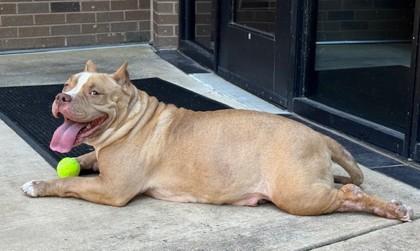 Athena, a Adoptable mixed breed in Irving, TX image 3/3