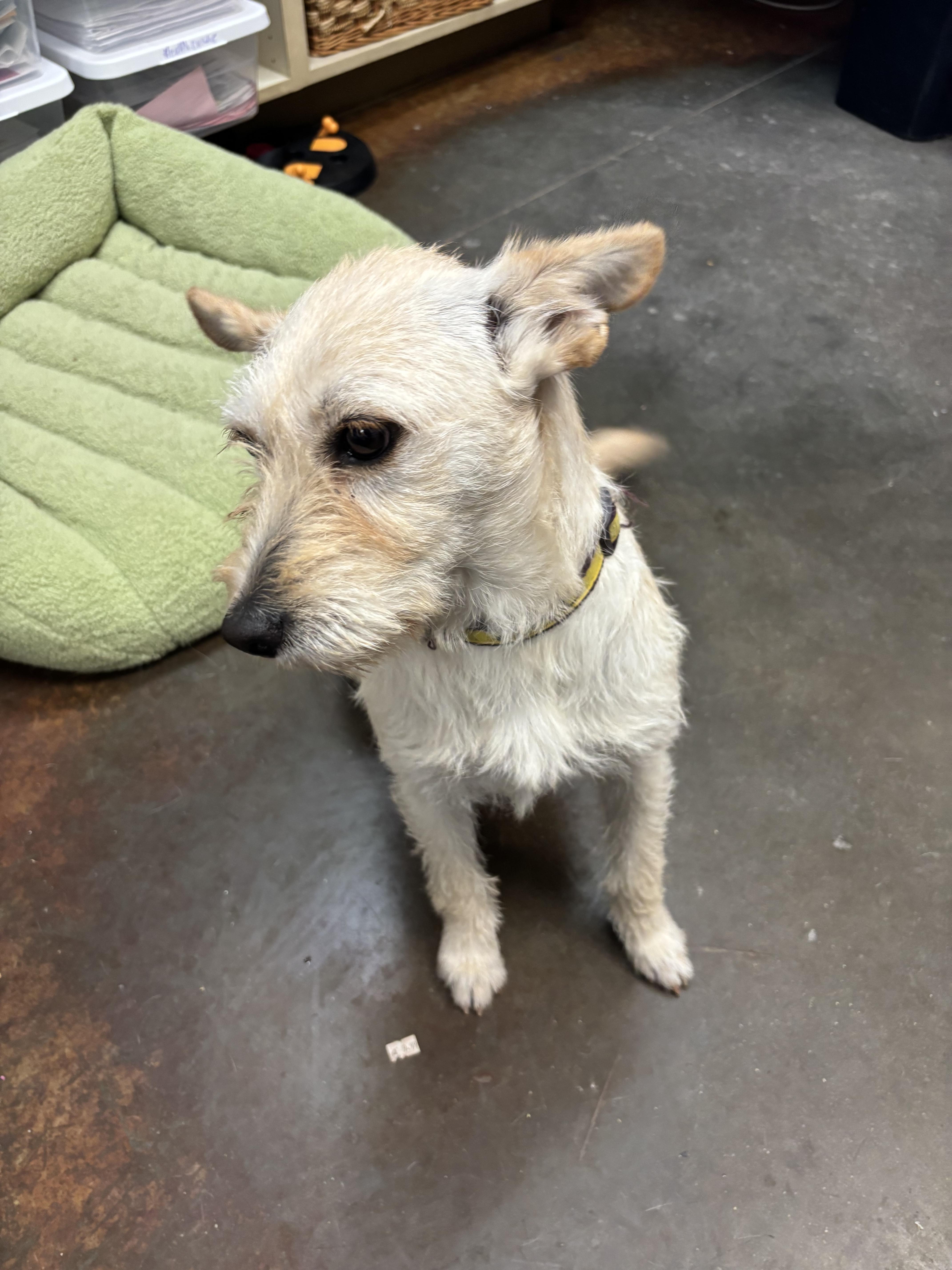 Daisy , ADOPTABLE, Adult Female Terrier.
