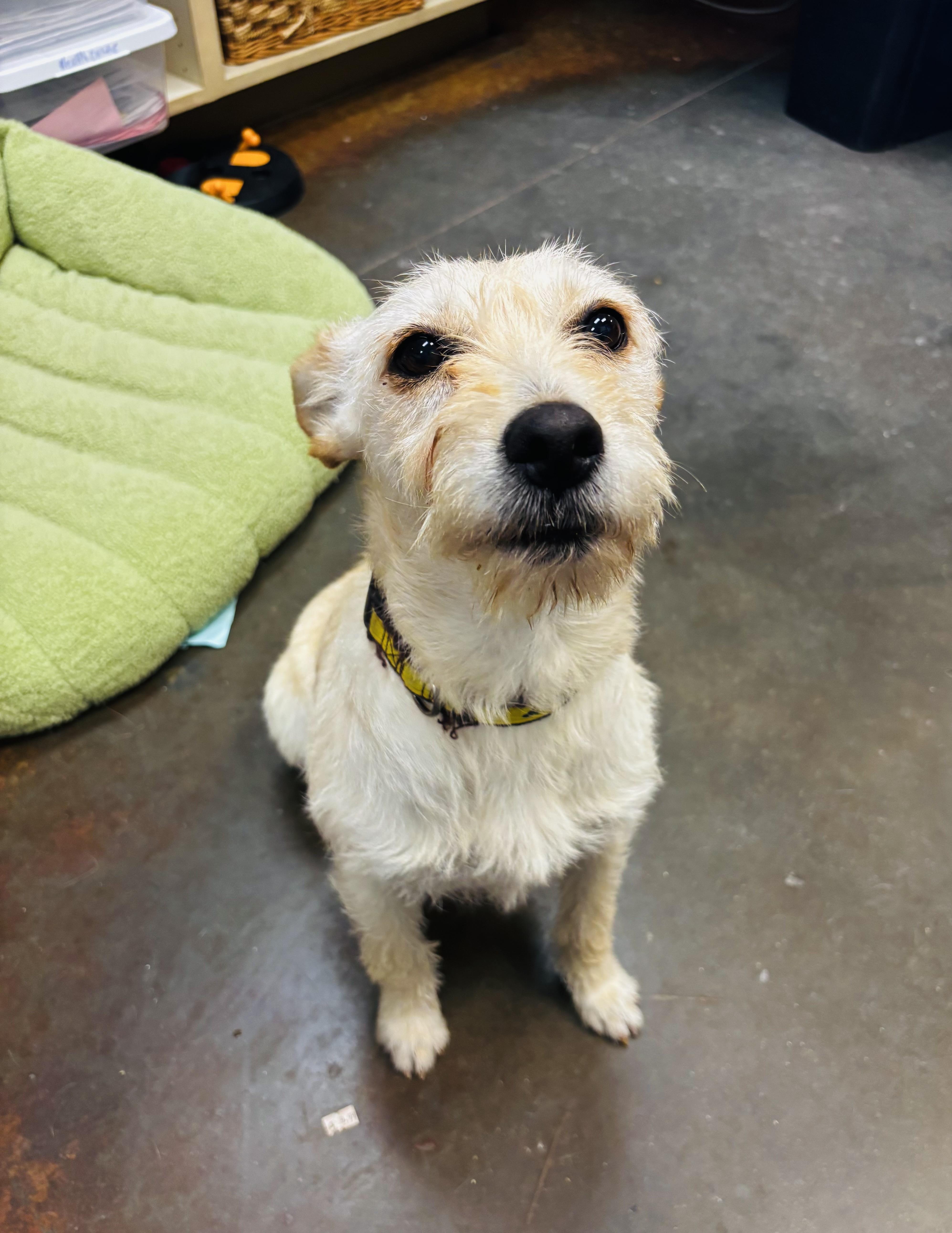 Daisy , a ADOPTABLE mixed breed in Council Bluffs, IA image 2/2