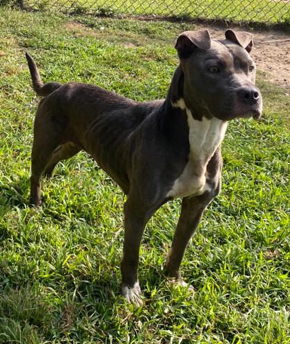 Diglett, a Adoptable mixed breed in Conway, SC image 1/3