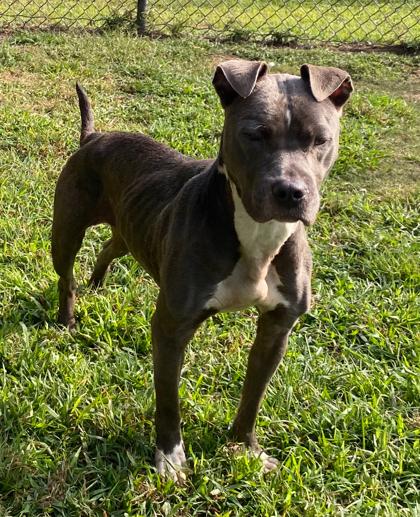 Diglett, a Adoptable mixed breed in Conway, SC image 2/4