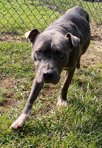 Diglett, a Adoptable mixed breed in Conway, SC image 3/4