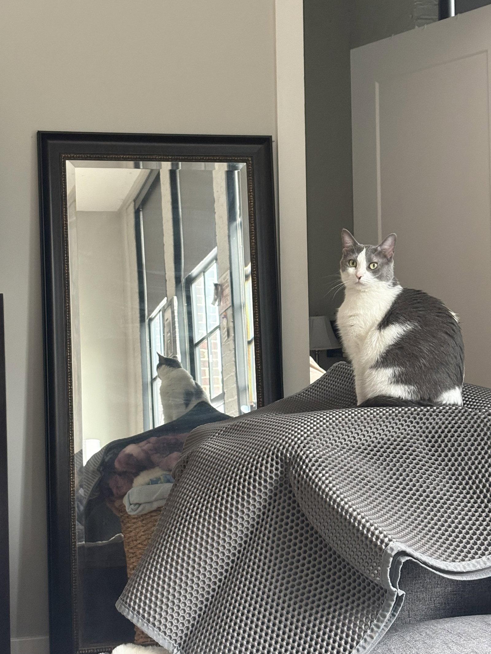 Tinker, Adoptable, Adult Female Domestic Short Hair.