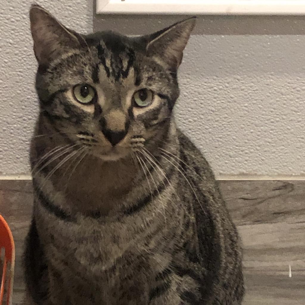 Mew, Adoptable, Adult Male Domestic Short Hair.